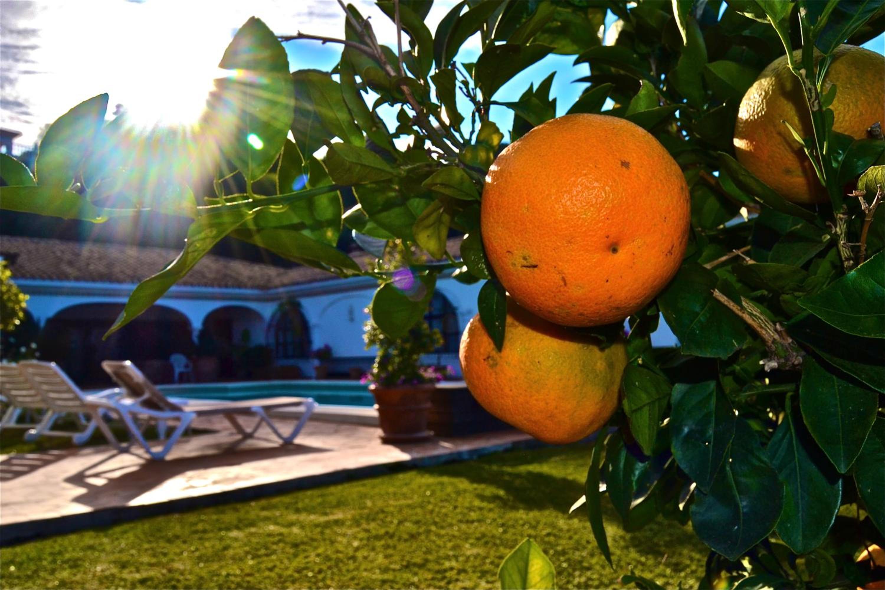 CASA MICHAEL - El Paraiso, Marbella photo 2