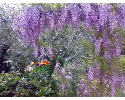 Tre Cipressi view 3