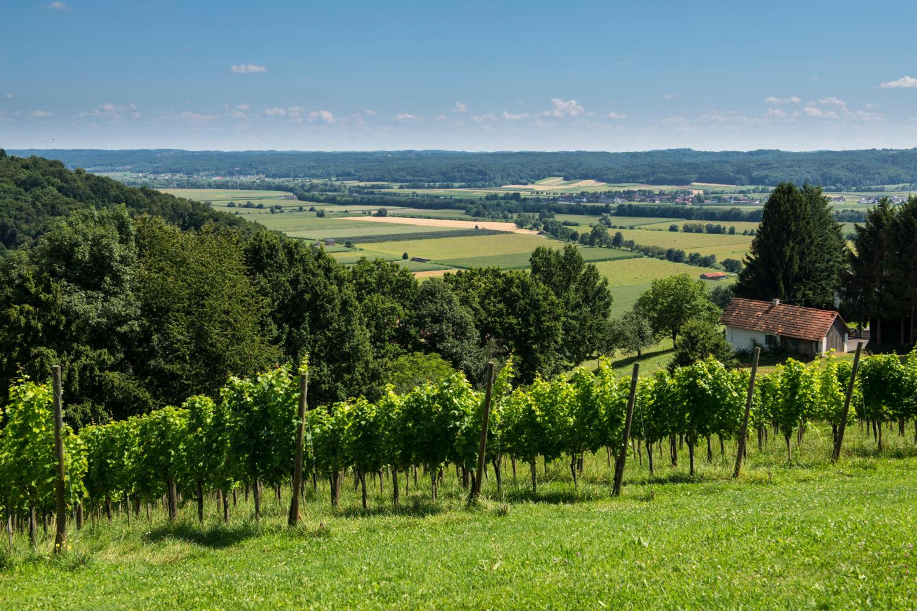 Ferienhäuser im Weingarten