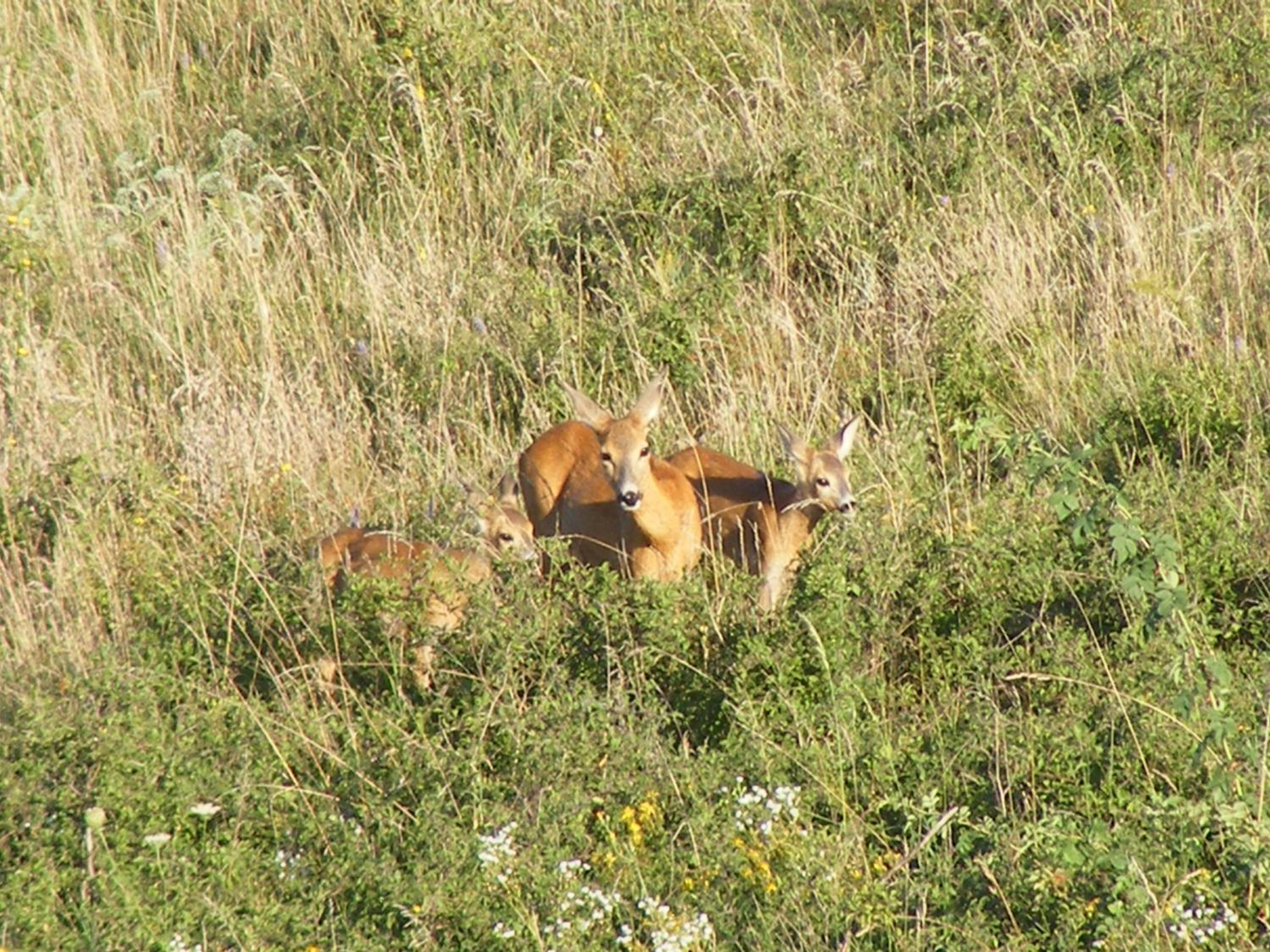 Photo 47
