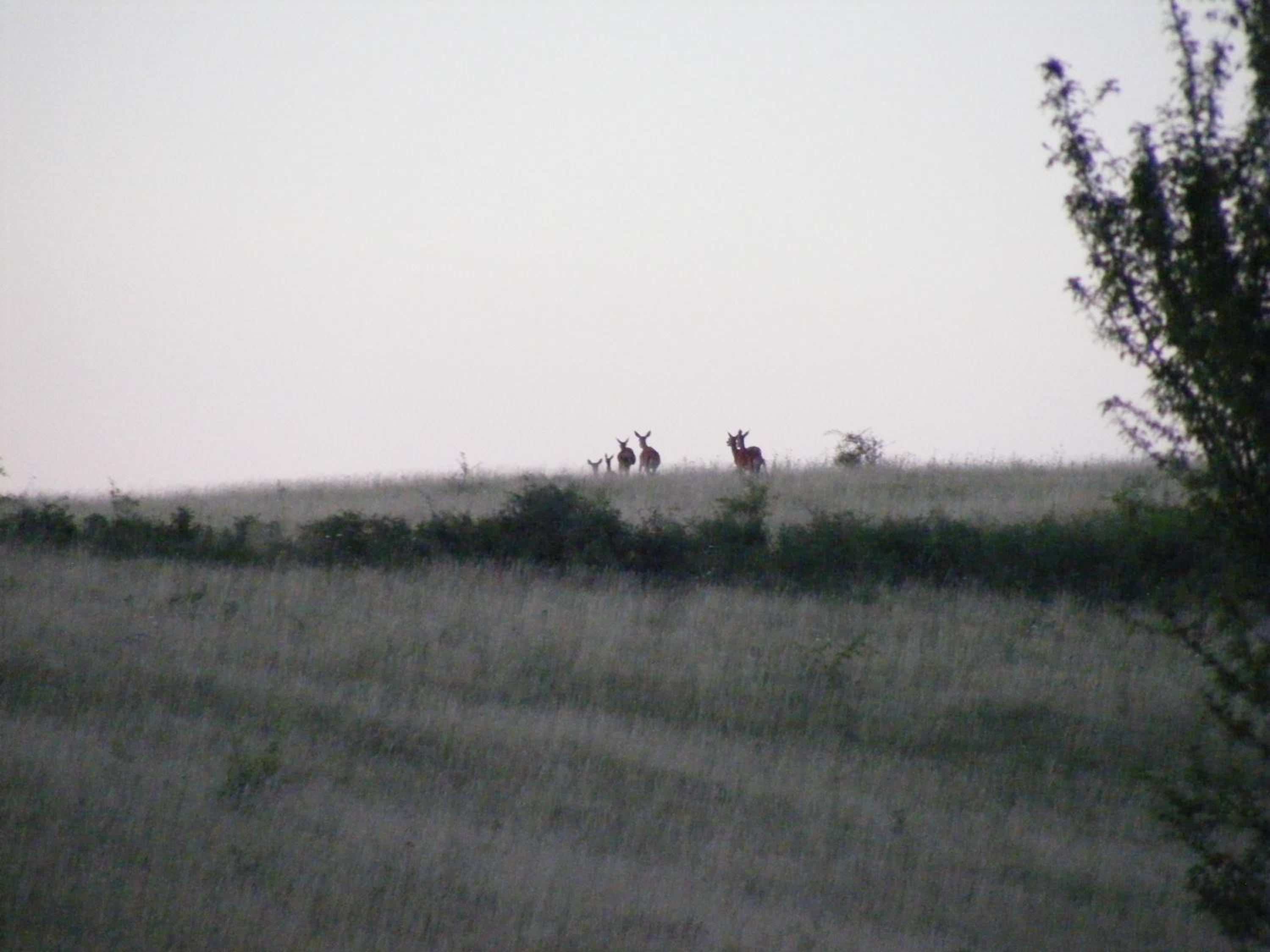 Photo 51