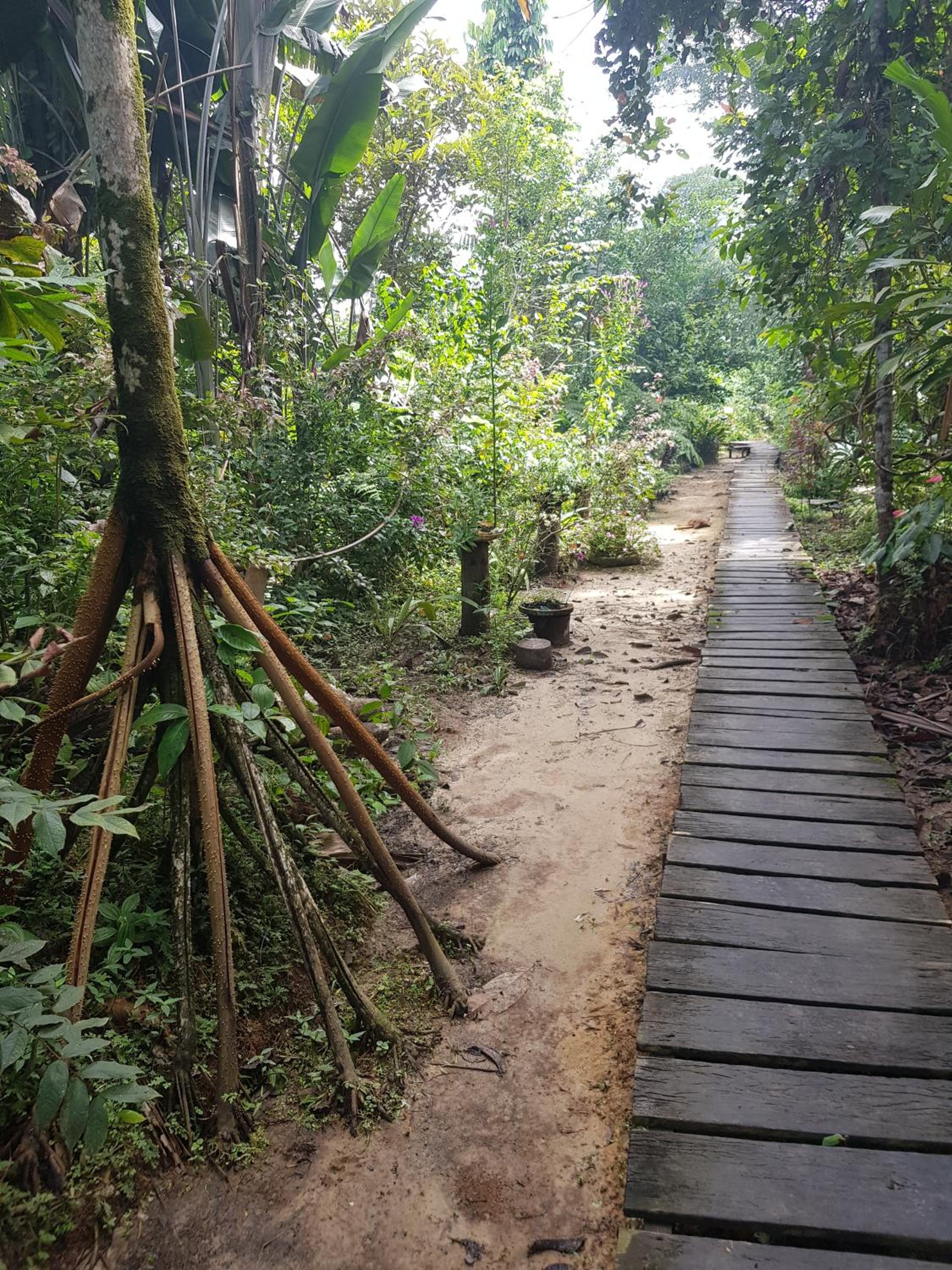 Omshanty Jungle Lodge view 4