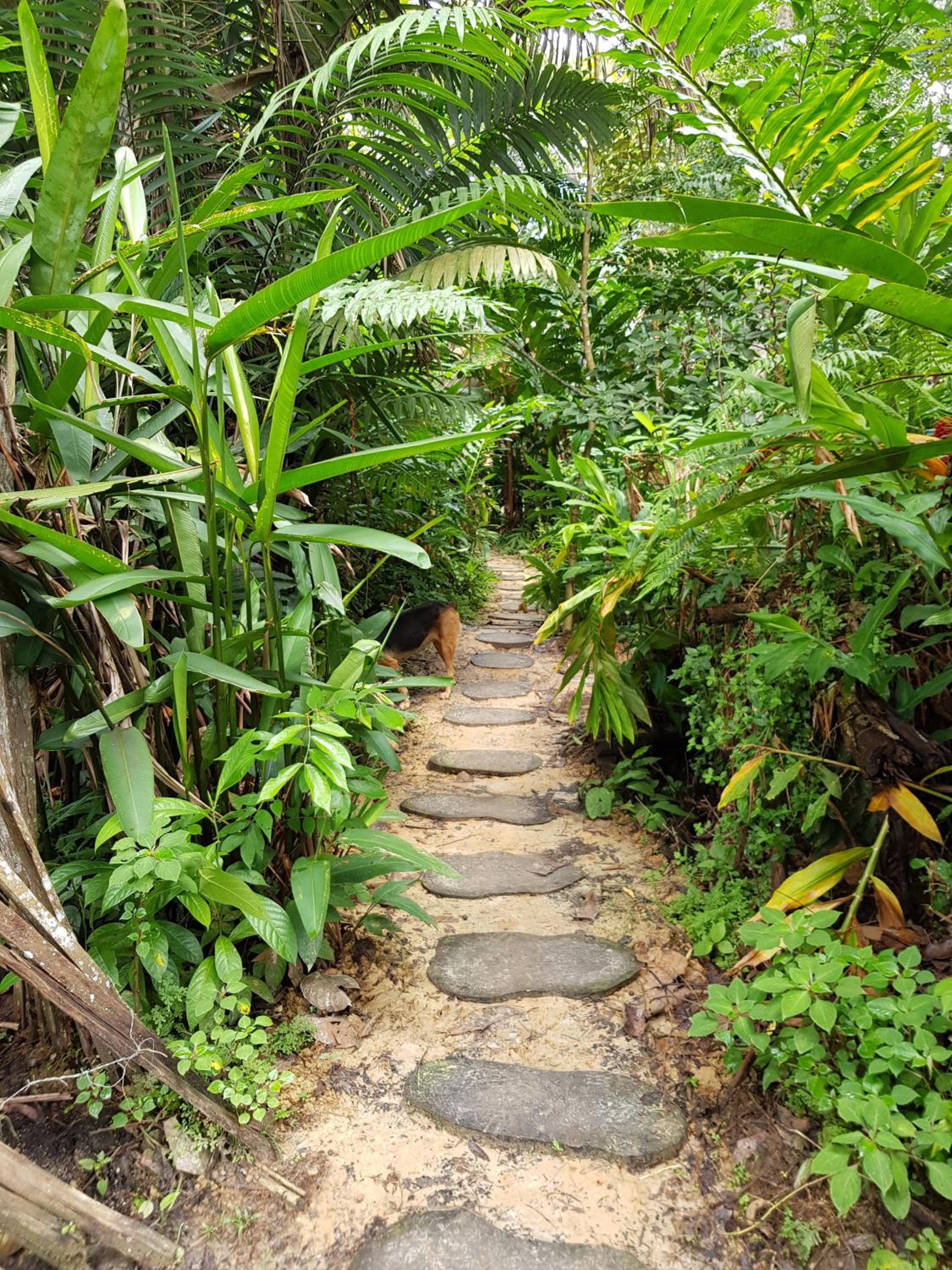 Omshanty Jungle Lodge view 2