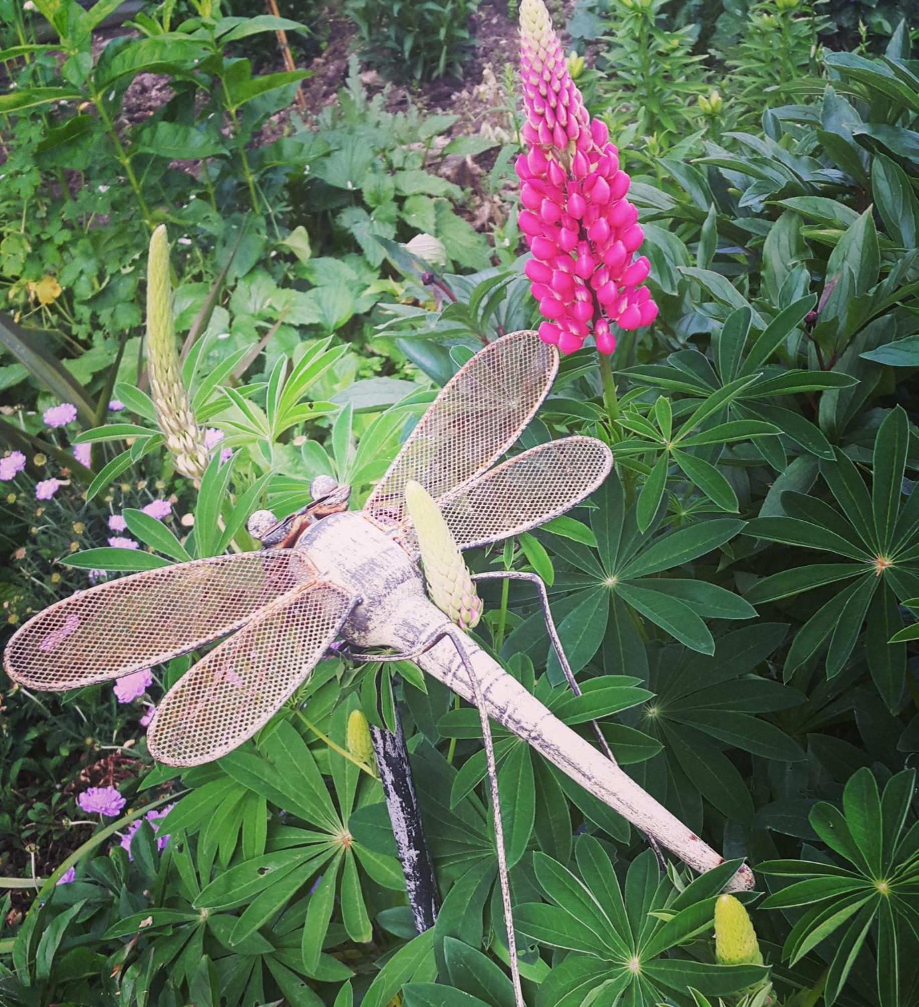 Dragonflycottagebnb view 3