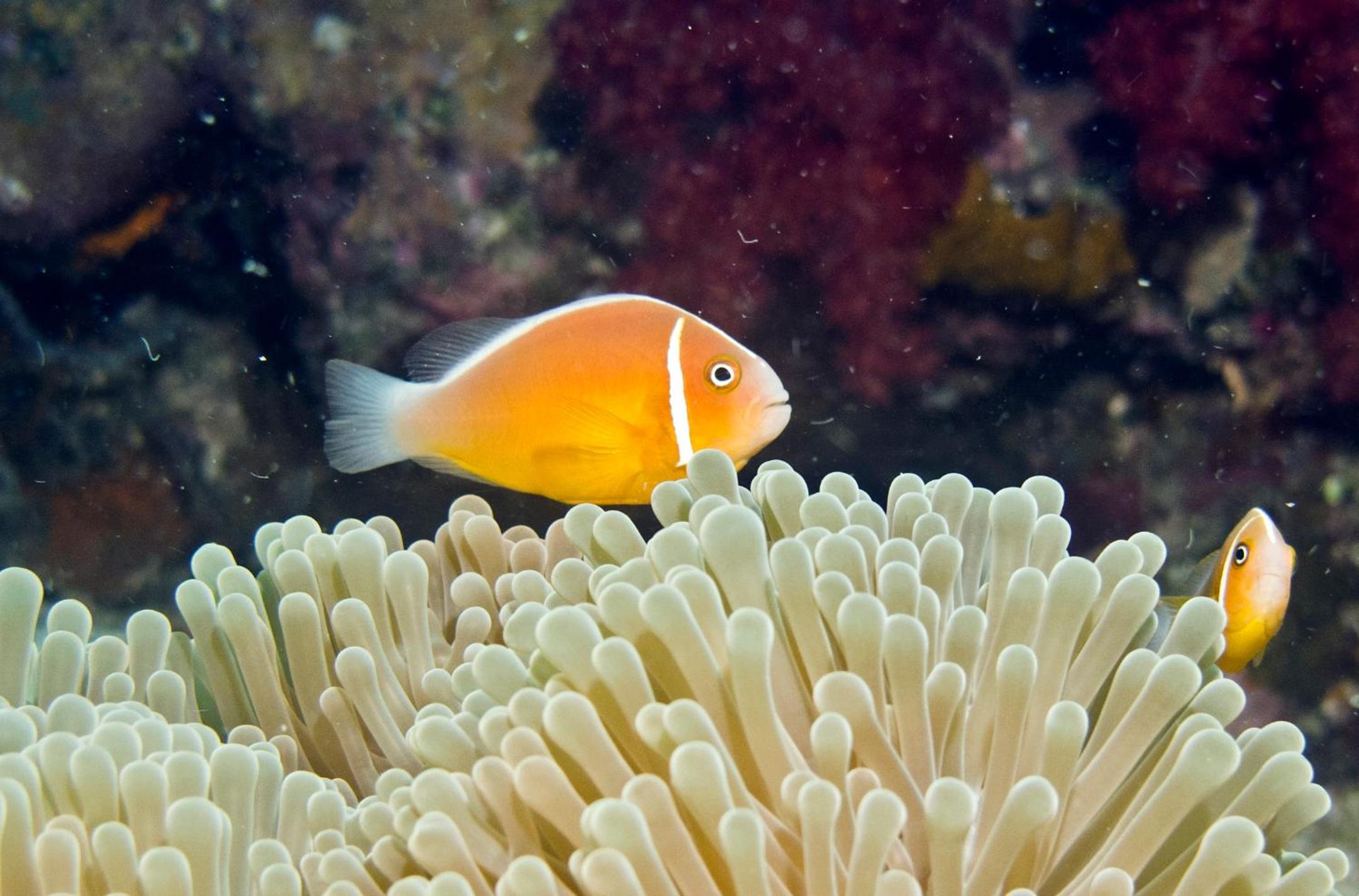 Nukubati Great Sea Reef - view 9