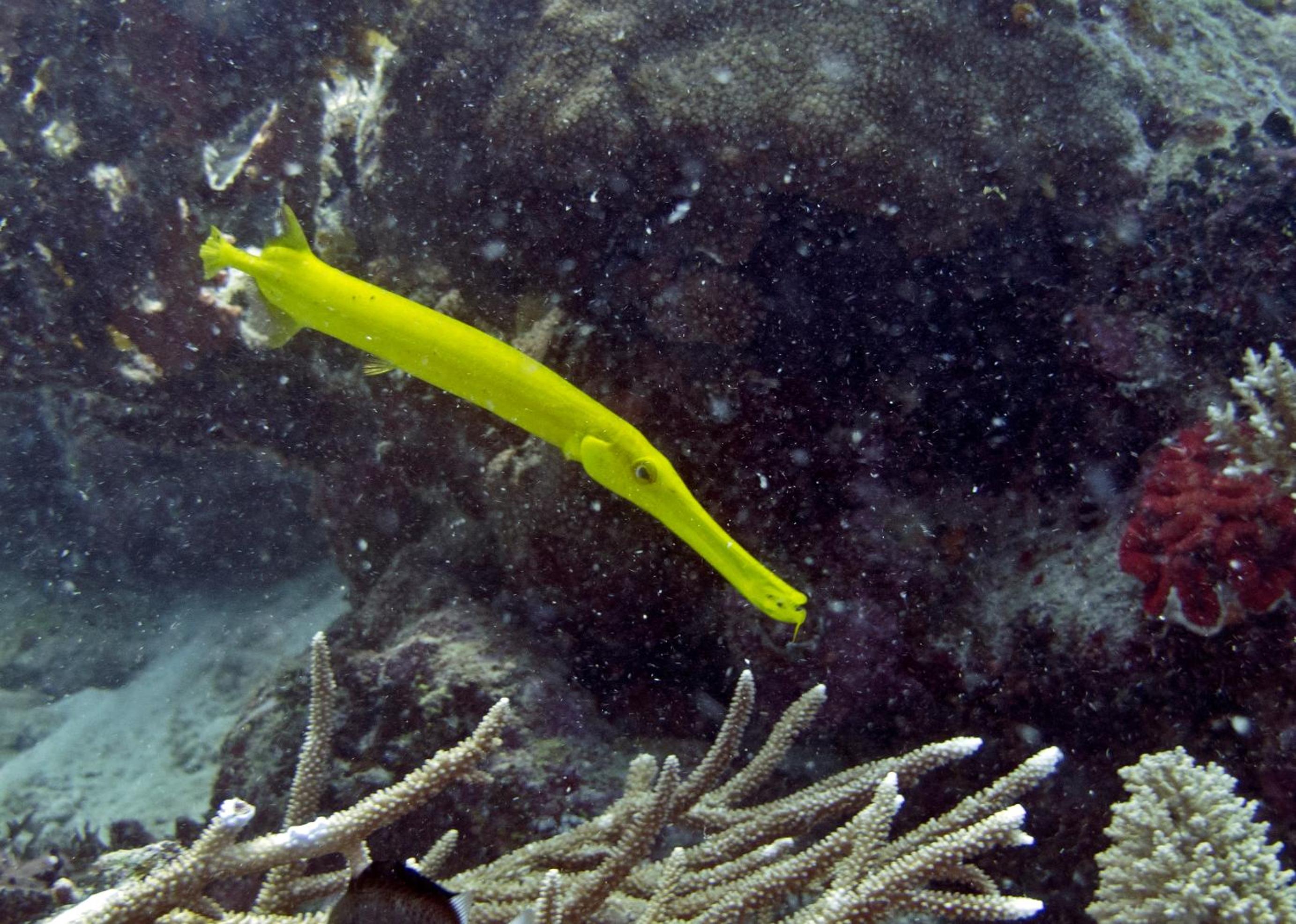 Nukubati Great Sea Reef - view 10