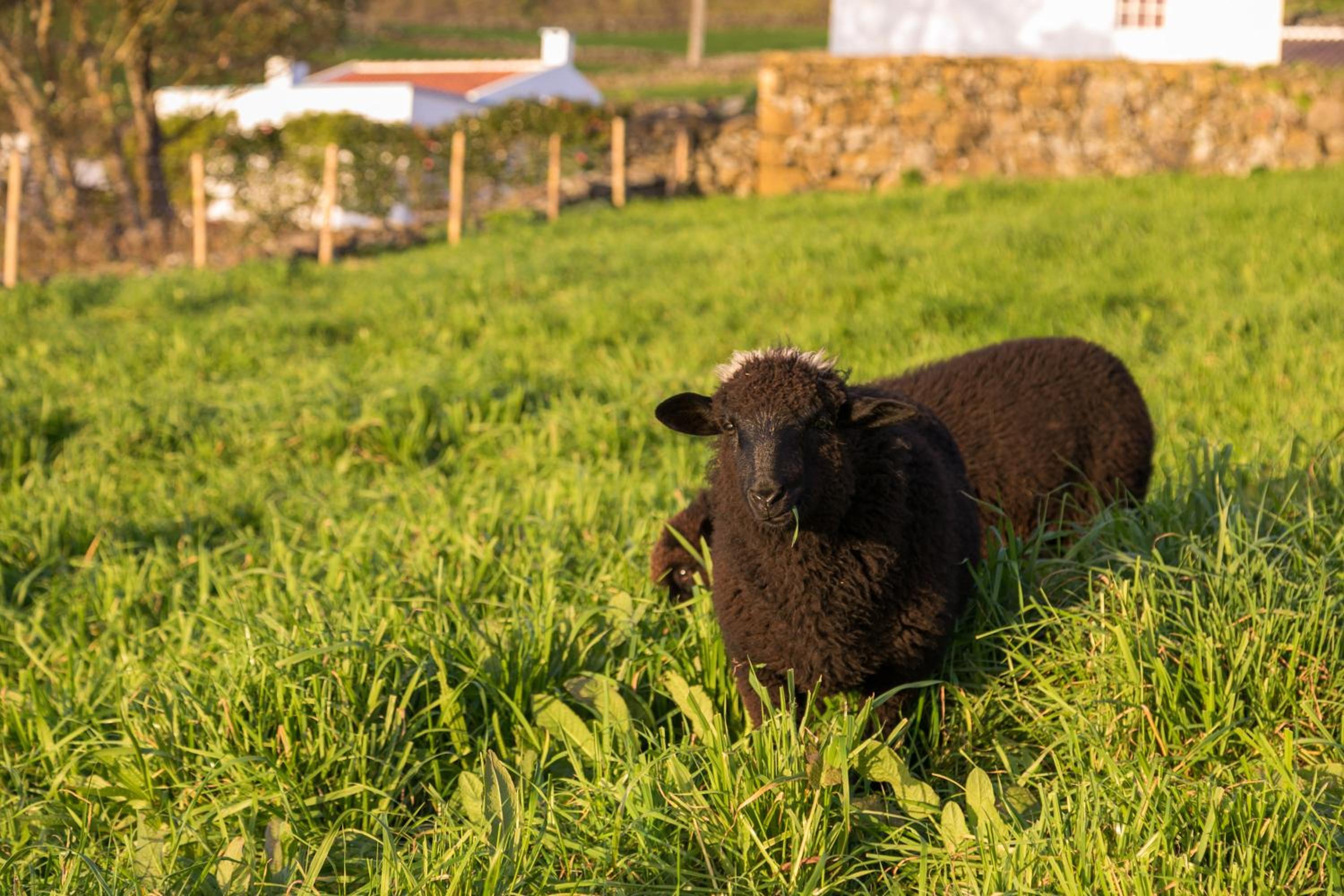 Quinta do Oeste