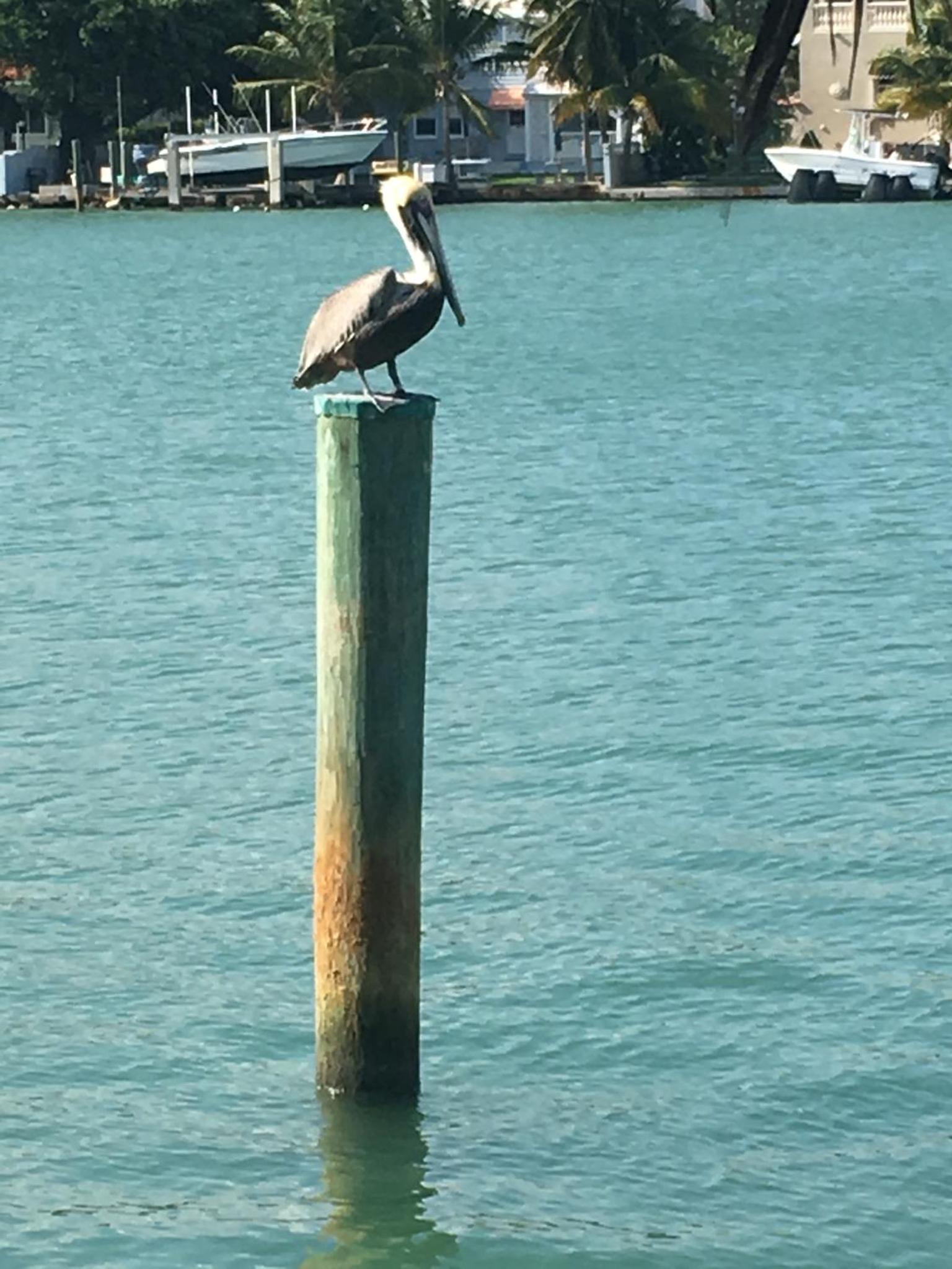 Miami Beach Waterfront - Image 4