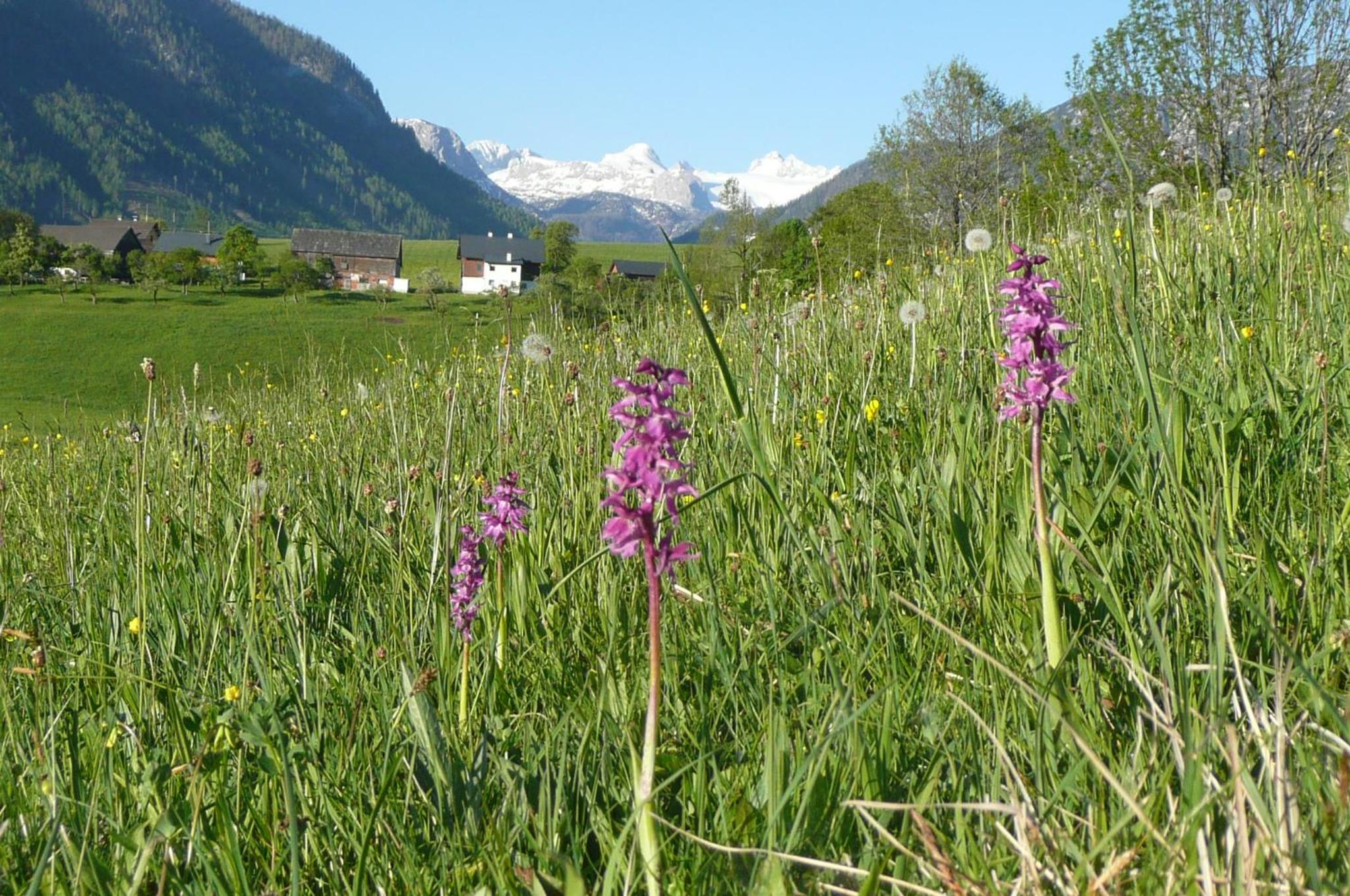 Haus Stangl