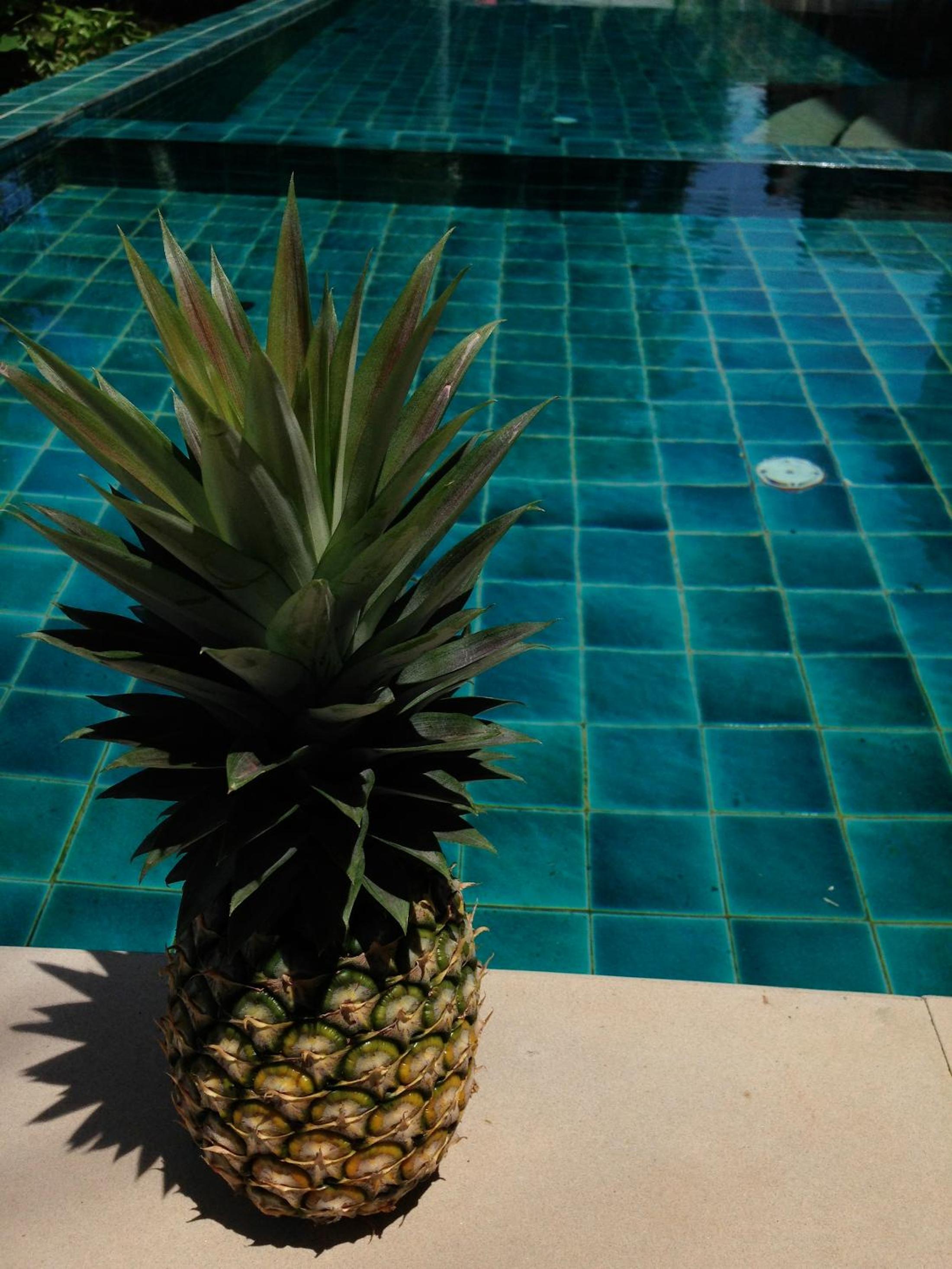 Ananas Samui Hostel
