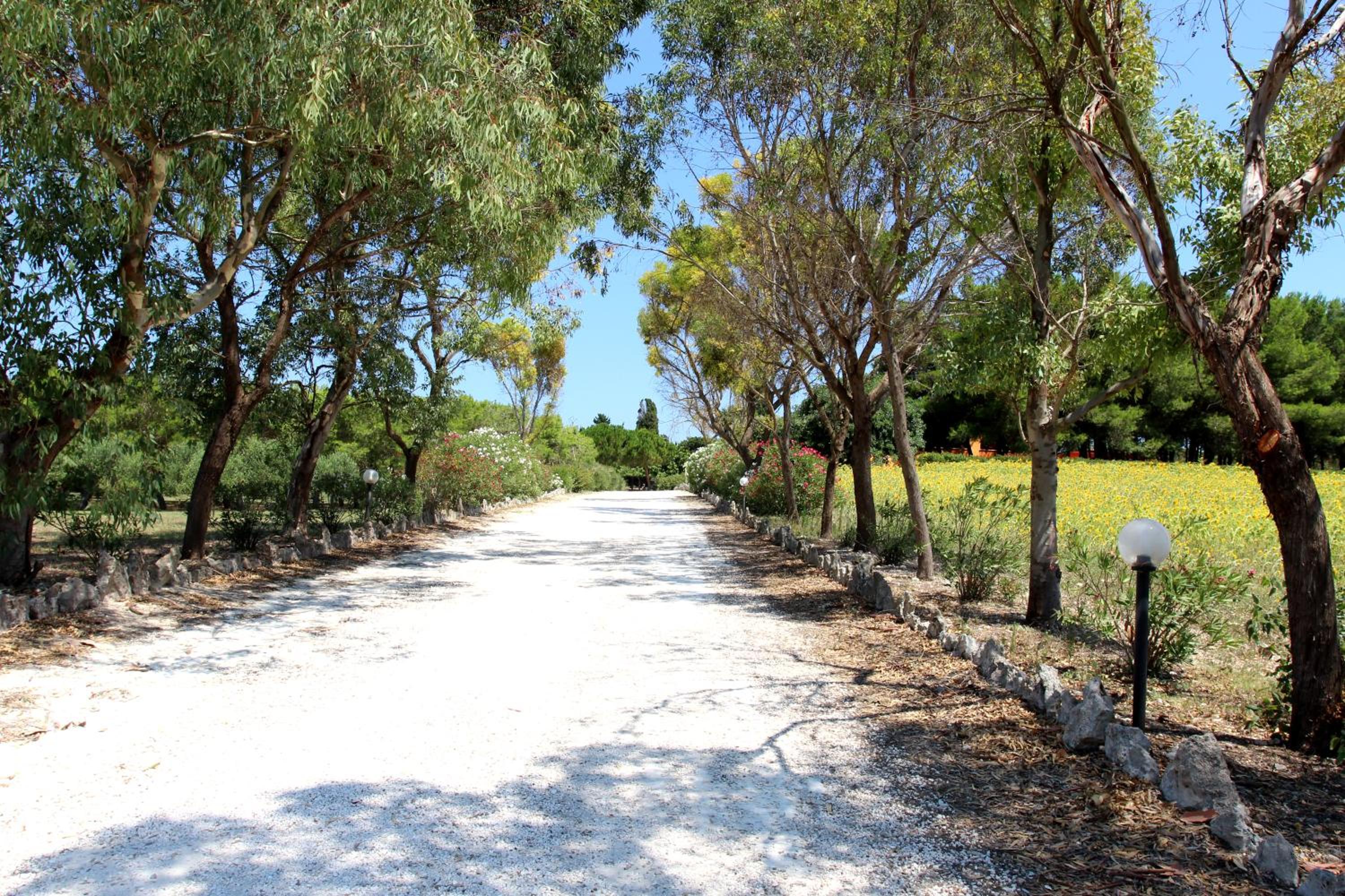 Sole del Mediterraneo
