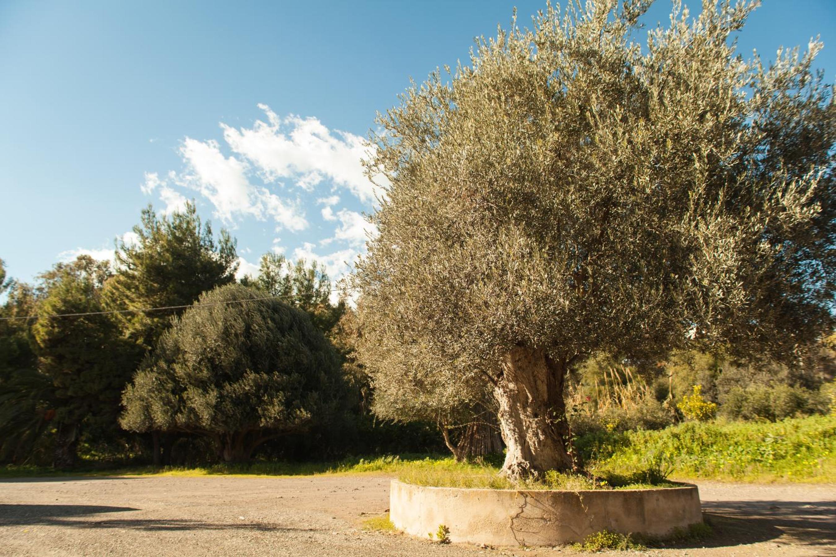 L'Albero