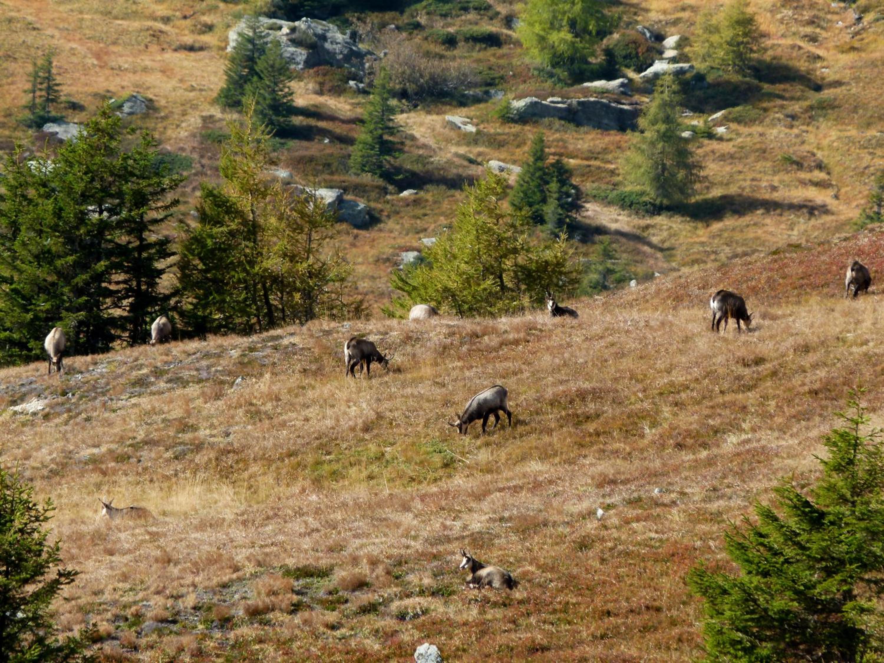 Berg-Arche