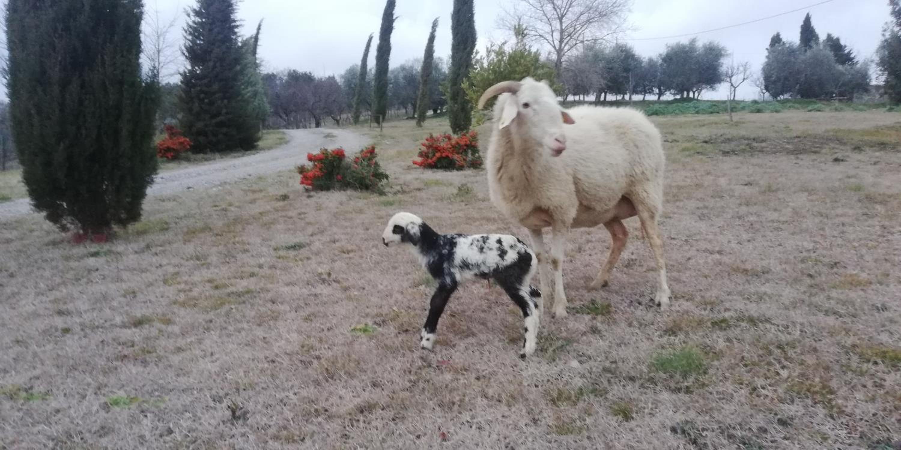 Agriturismo Collomici