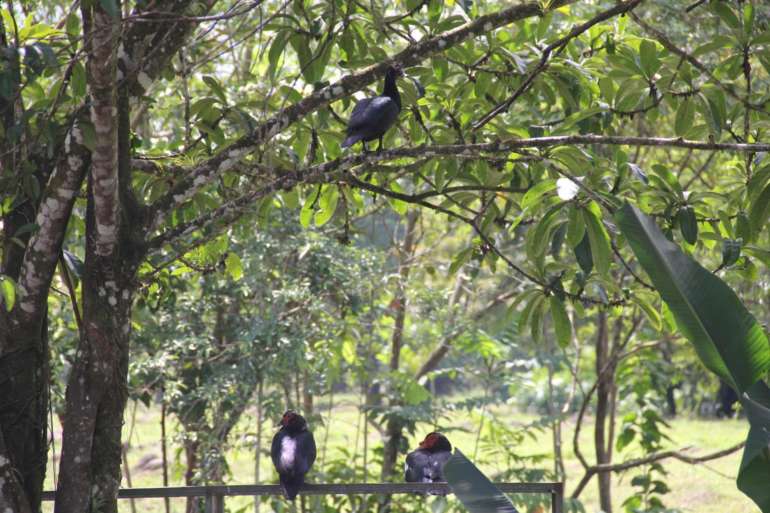 Horquetas River Lodge