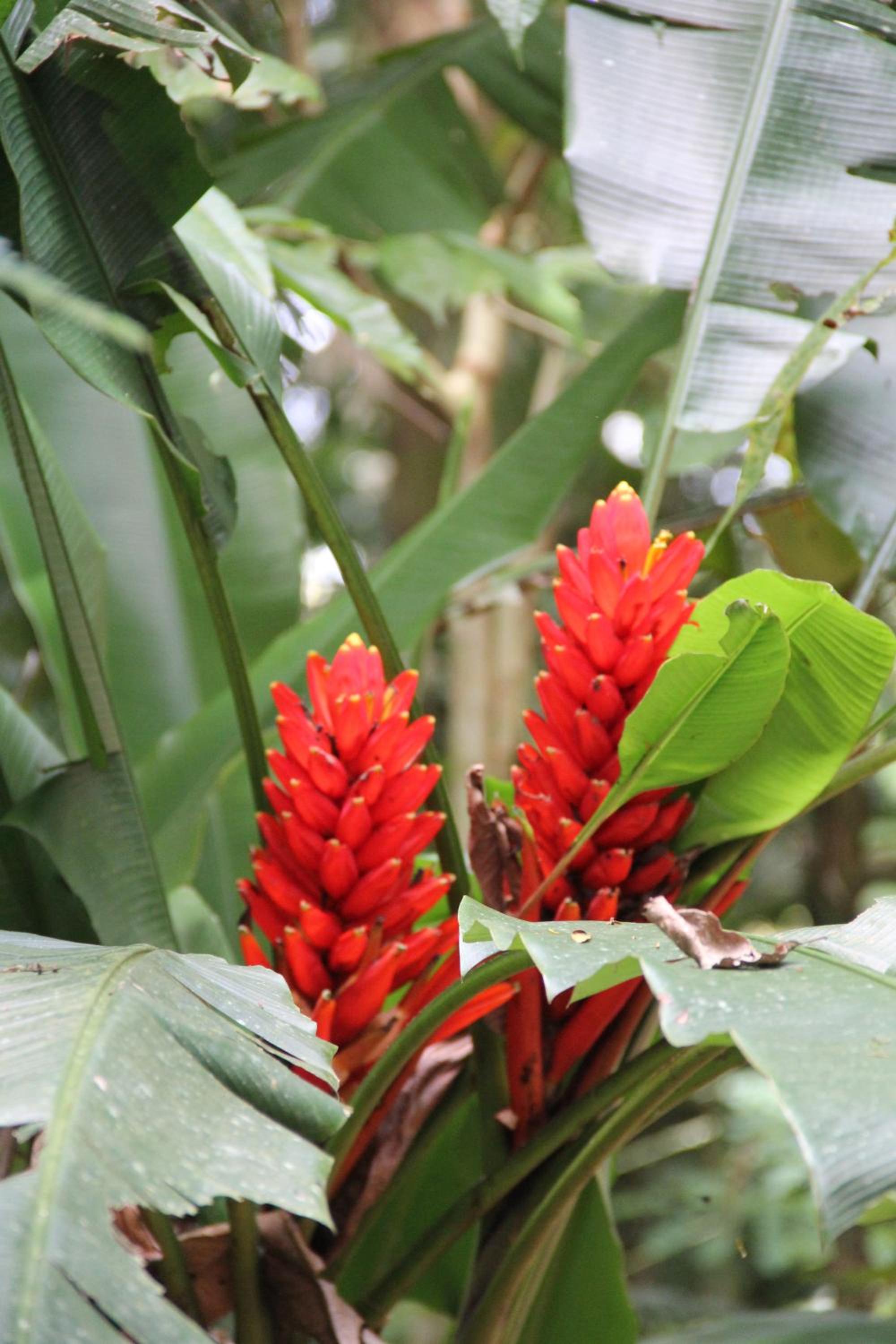 Horquetas River Lodge