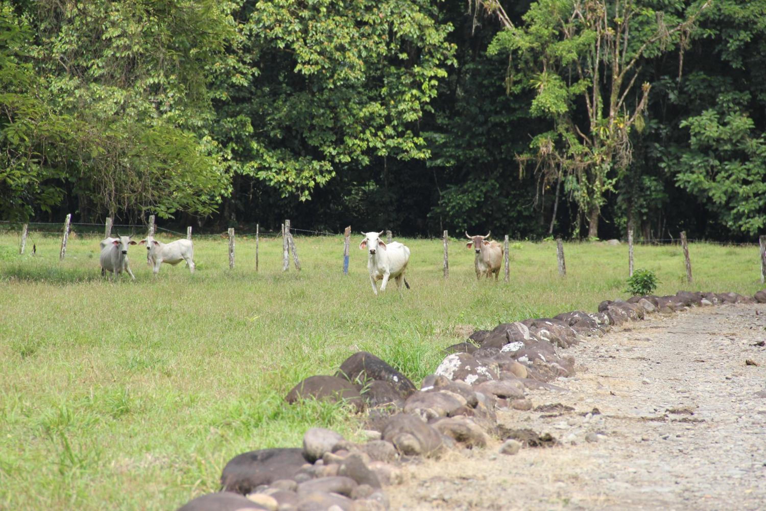 Horquetas River Lodge