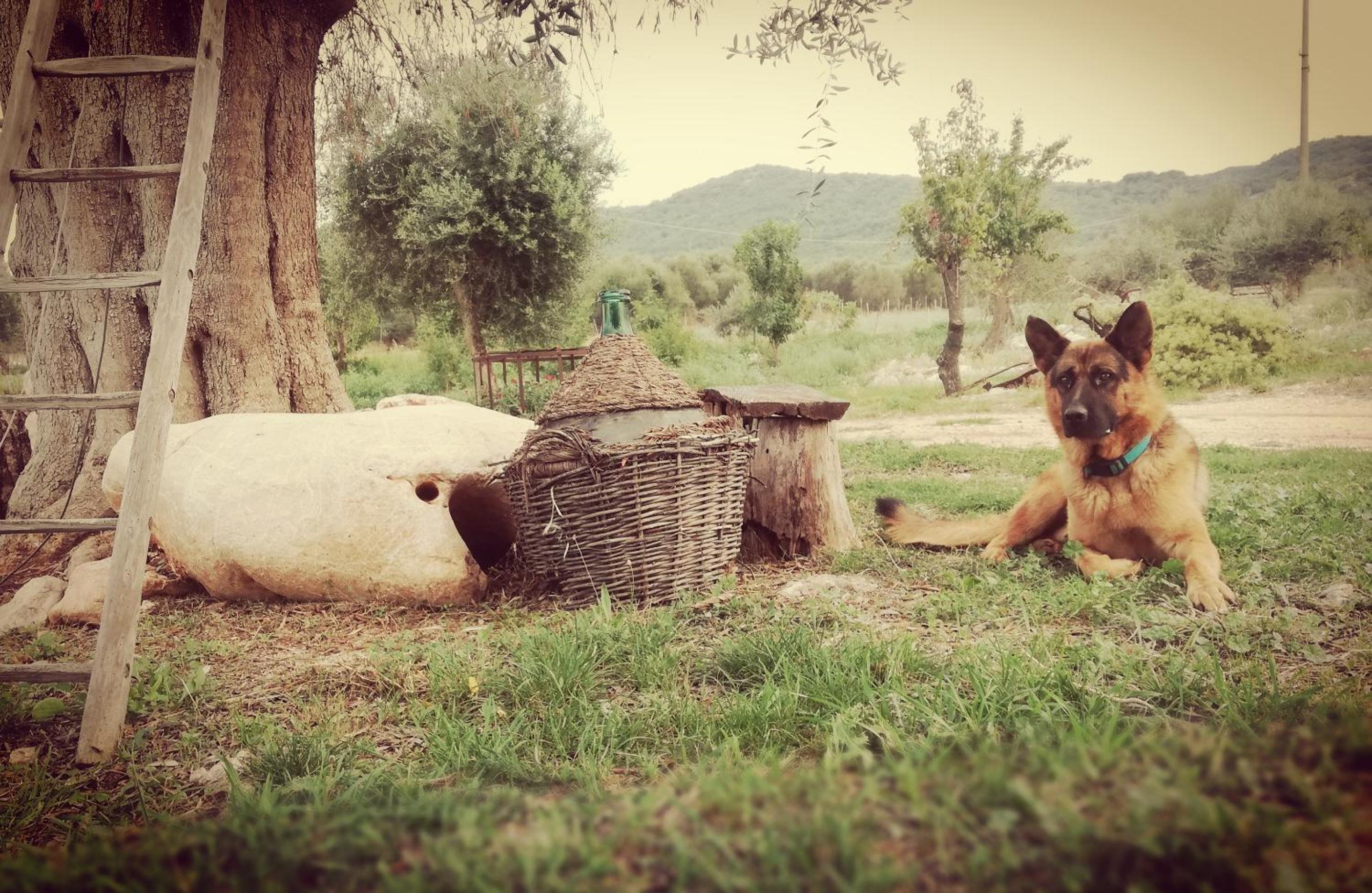 Gio Horses B&B