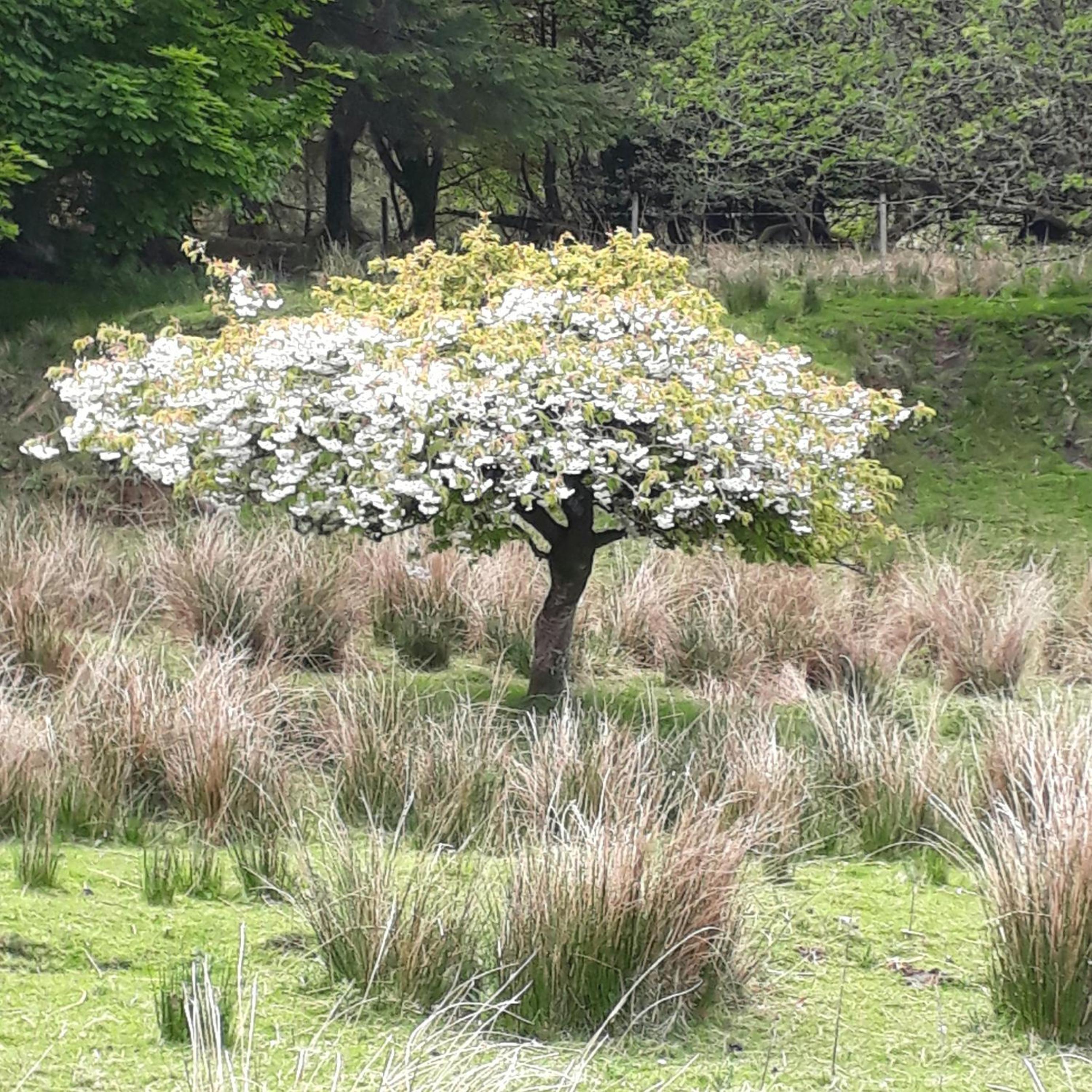 Garragh Mhor