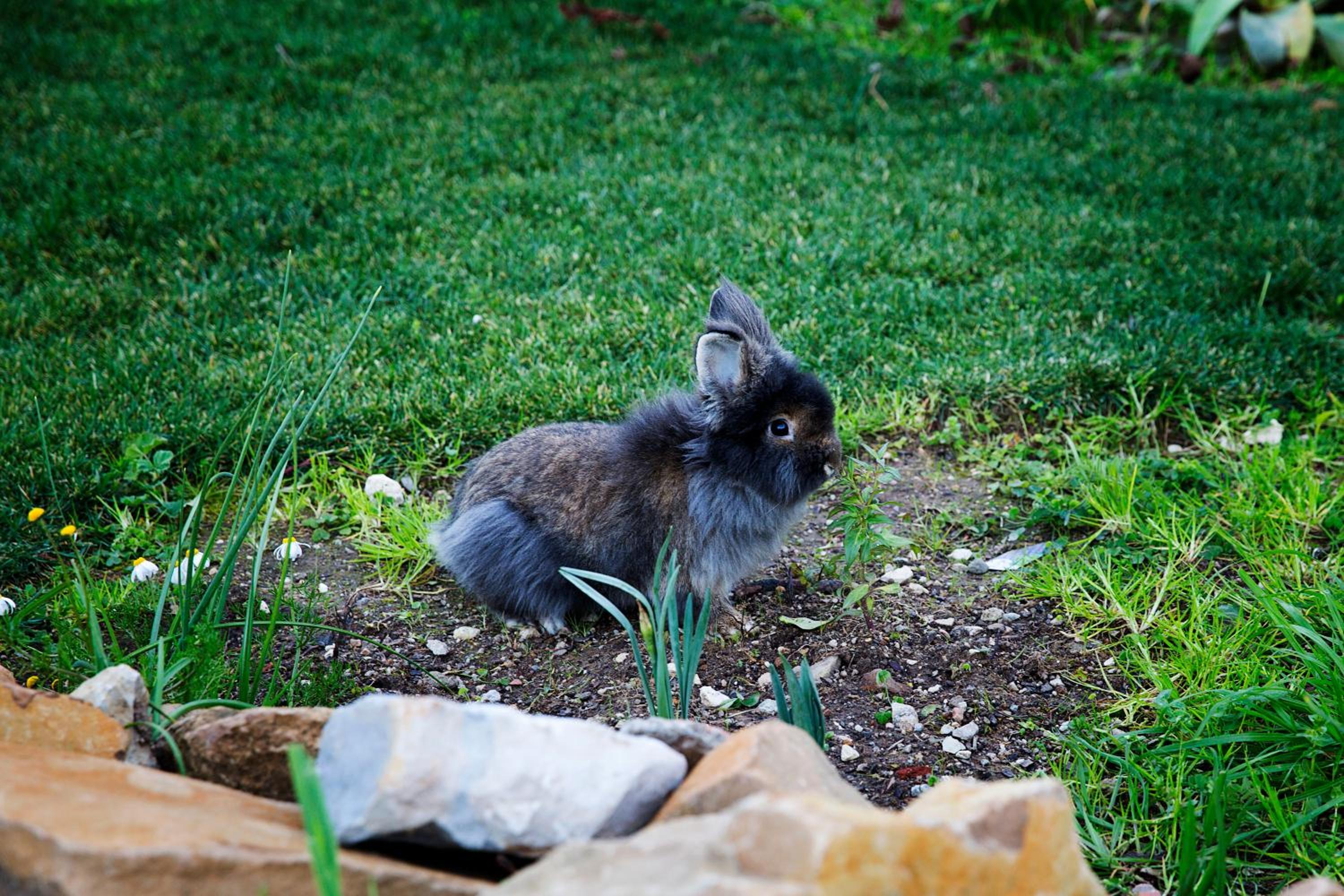 Photo 46