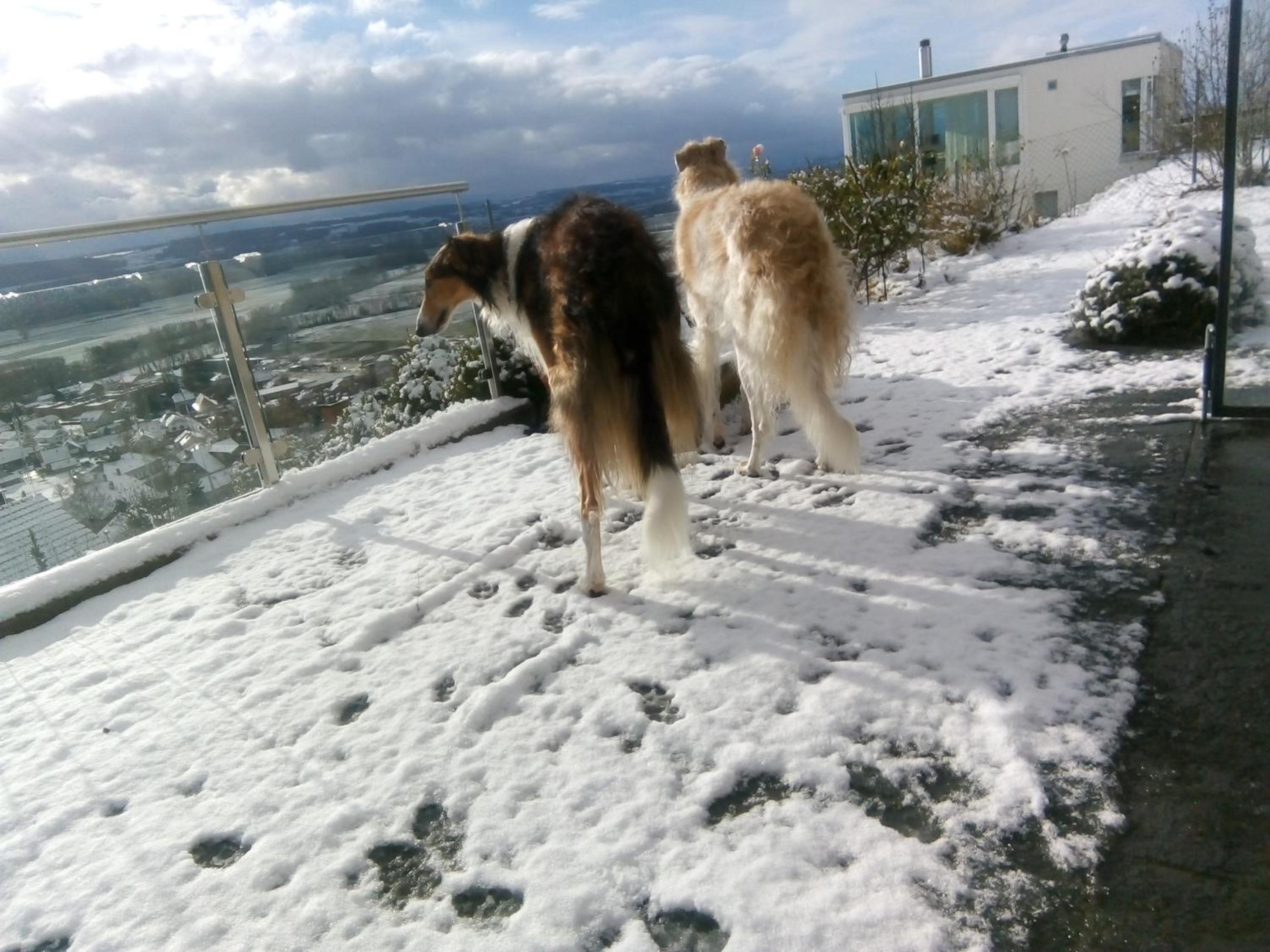 Swiss Borzoi House