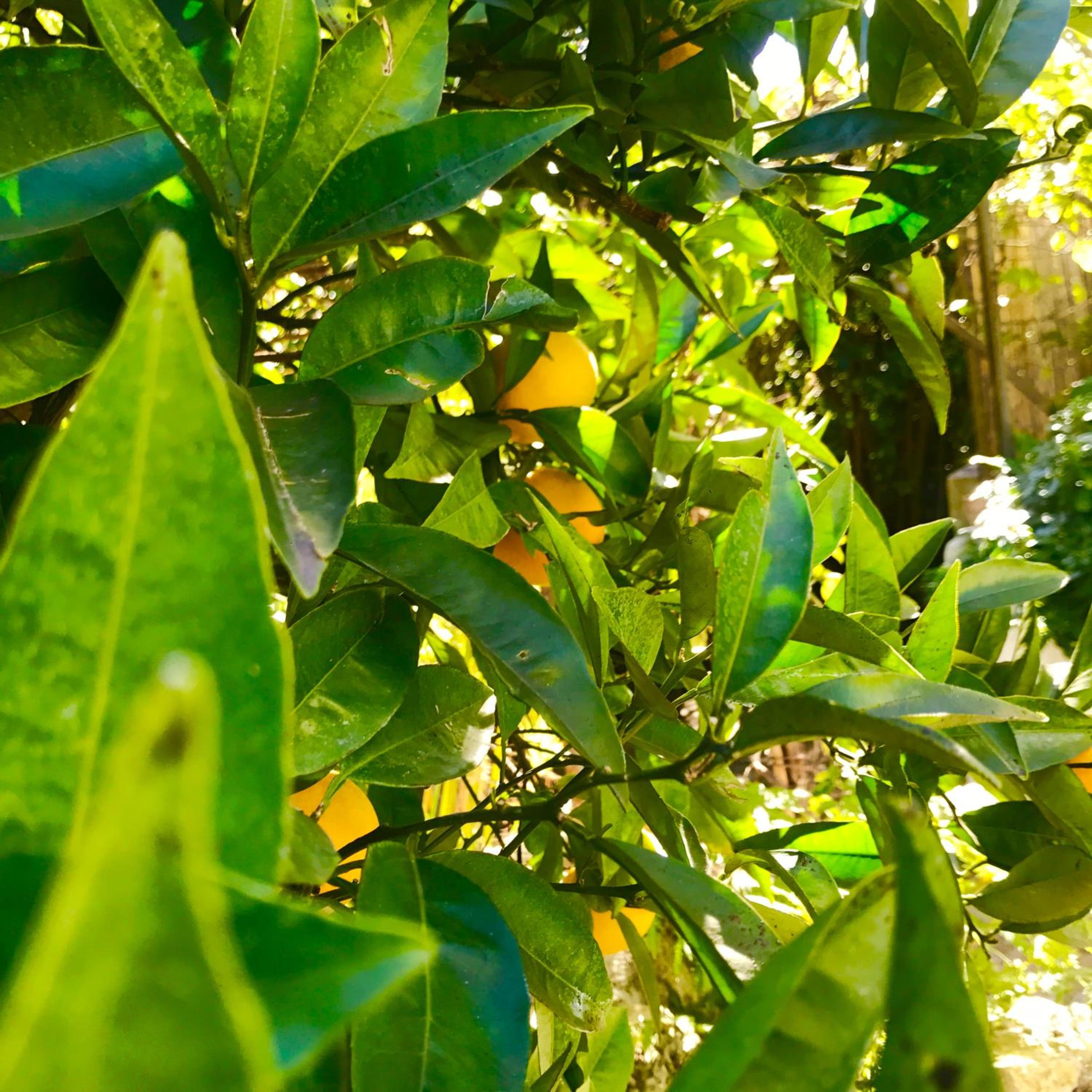 Villa Riviera photo 2