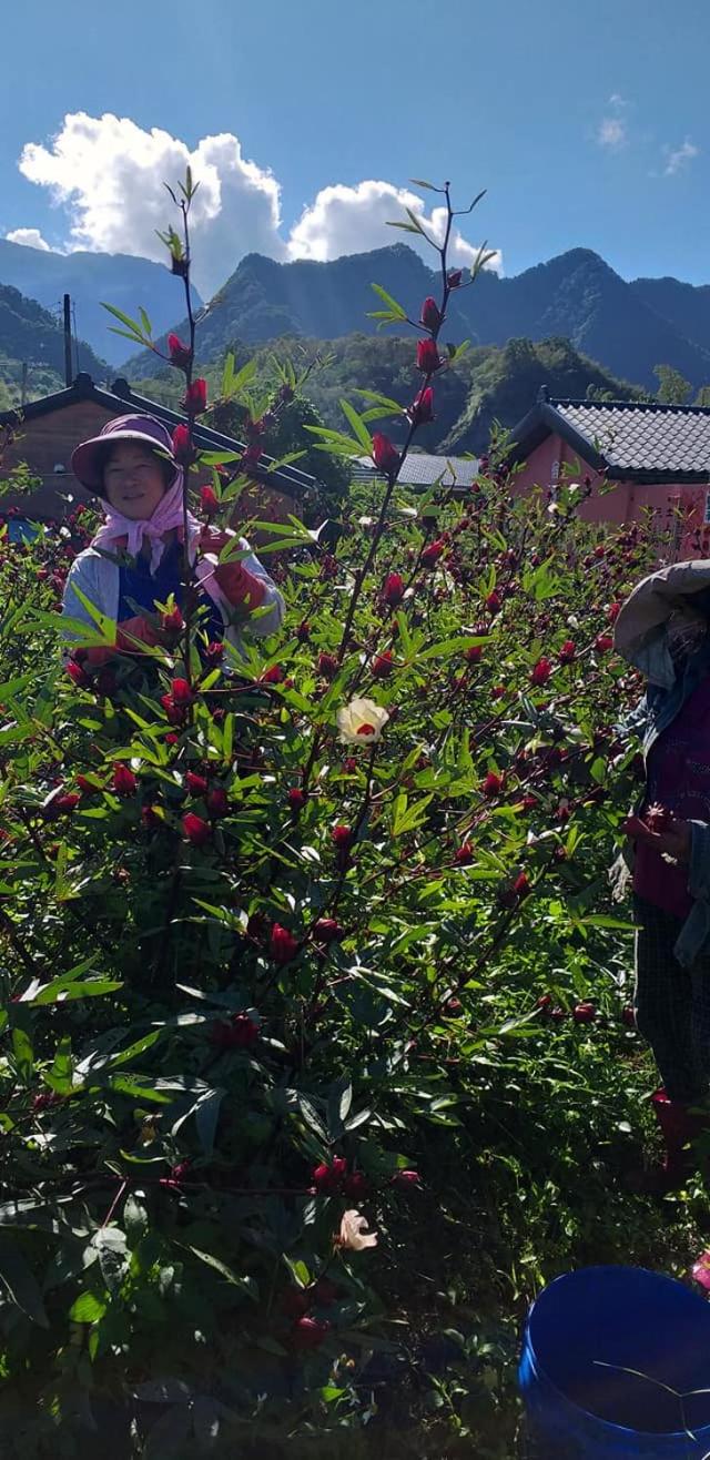 Fengnan Tianzhuang Homestay view 3