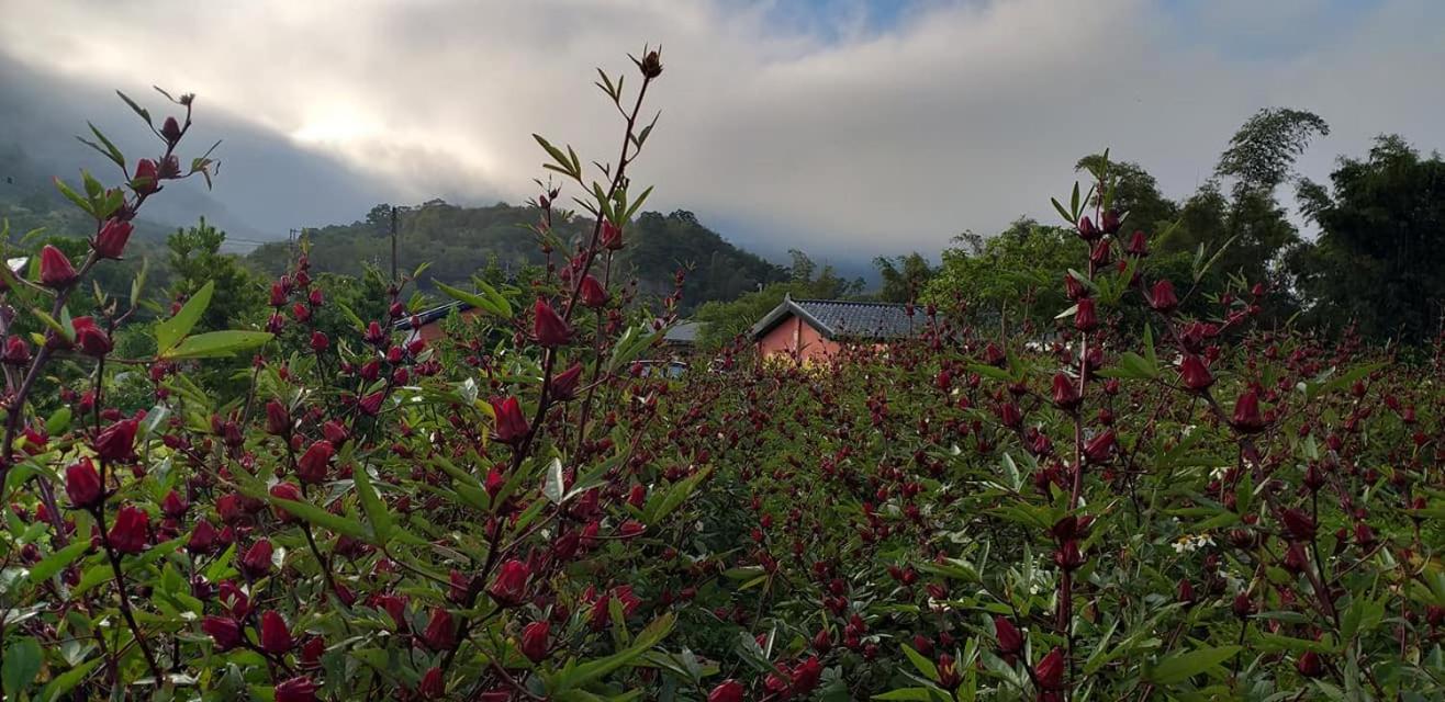 Fengnan Tianzhuang Homestay view 4