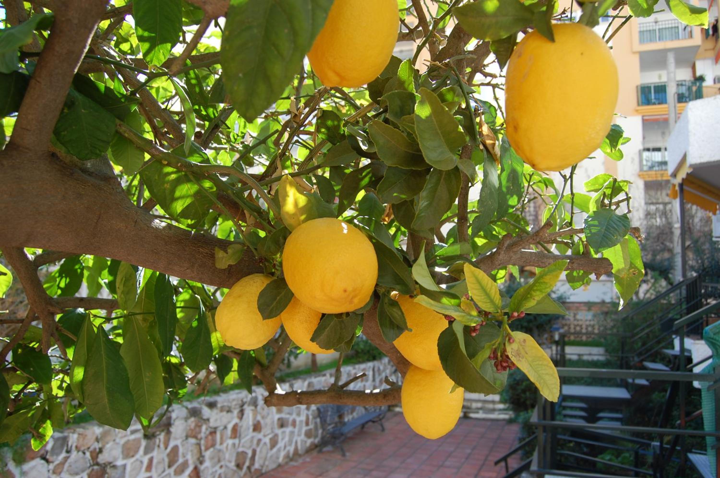 El Limonero