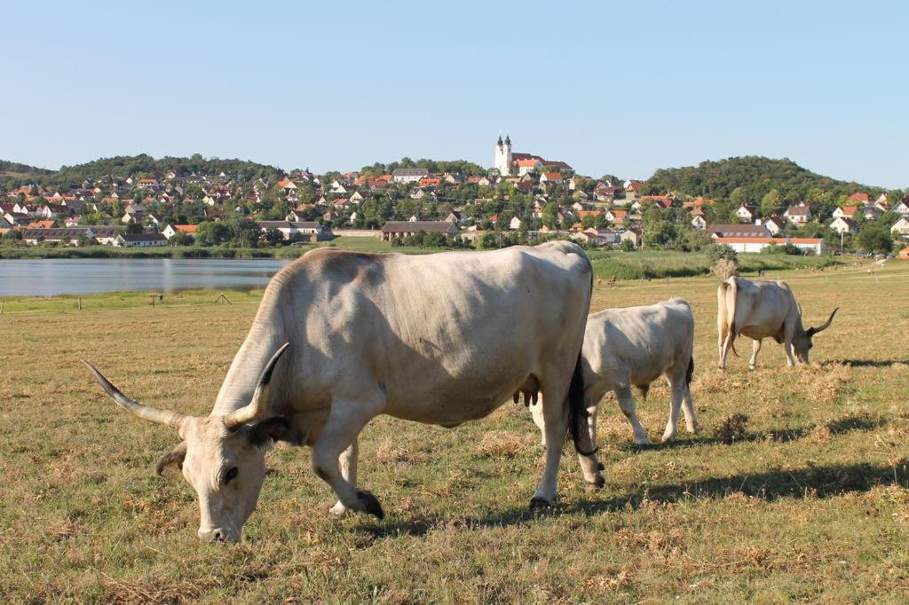 Napkelte Apartman