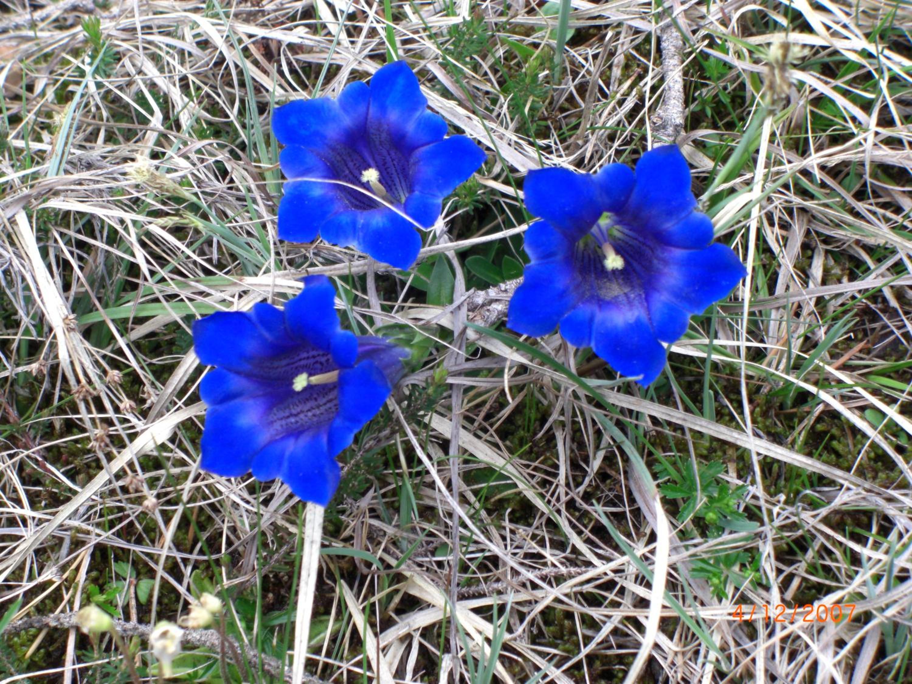 Photo 44