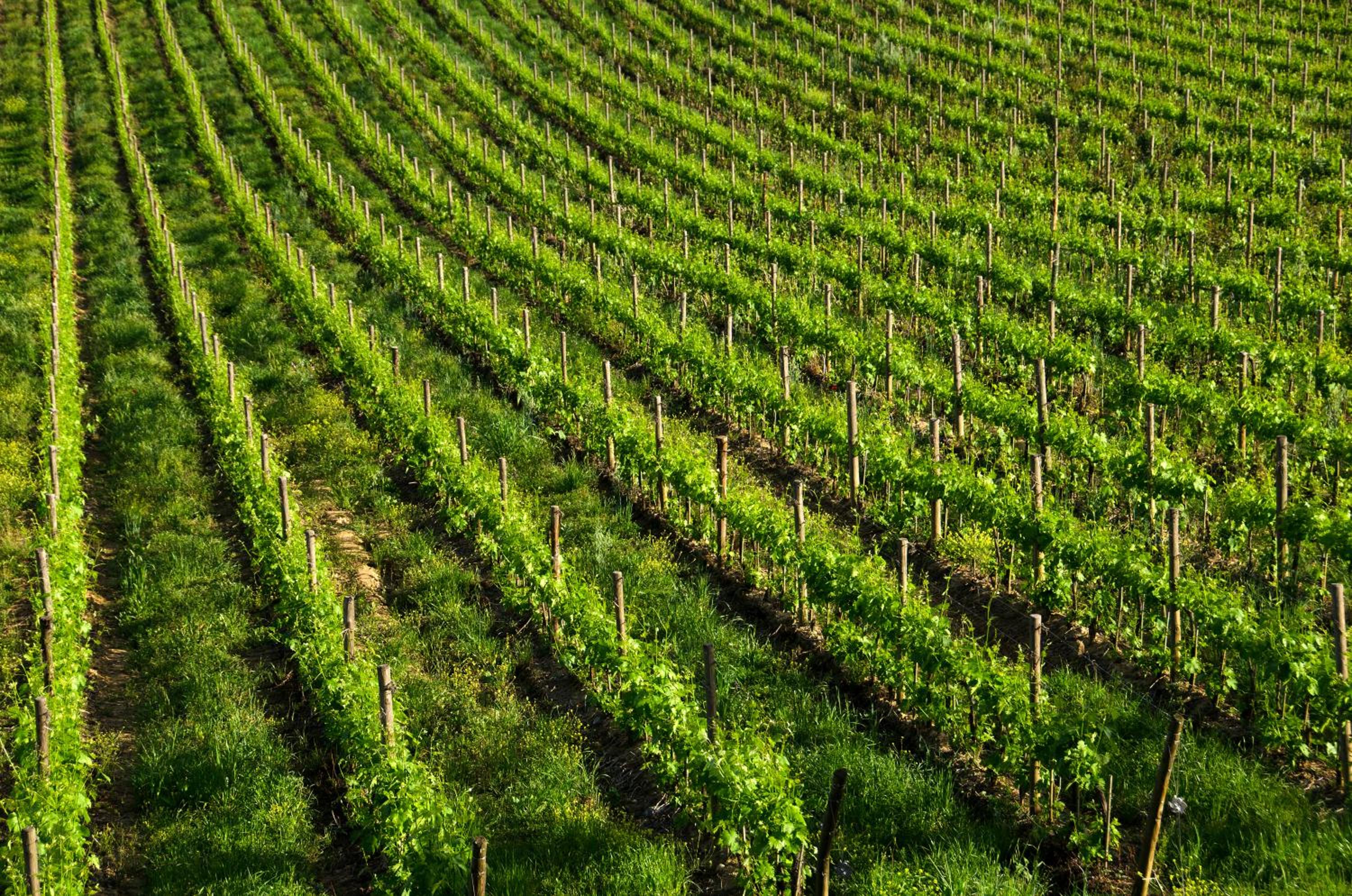 Agriturismo Poggio Bonelli