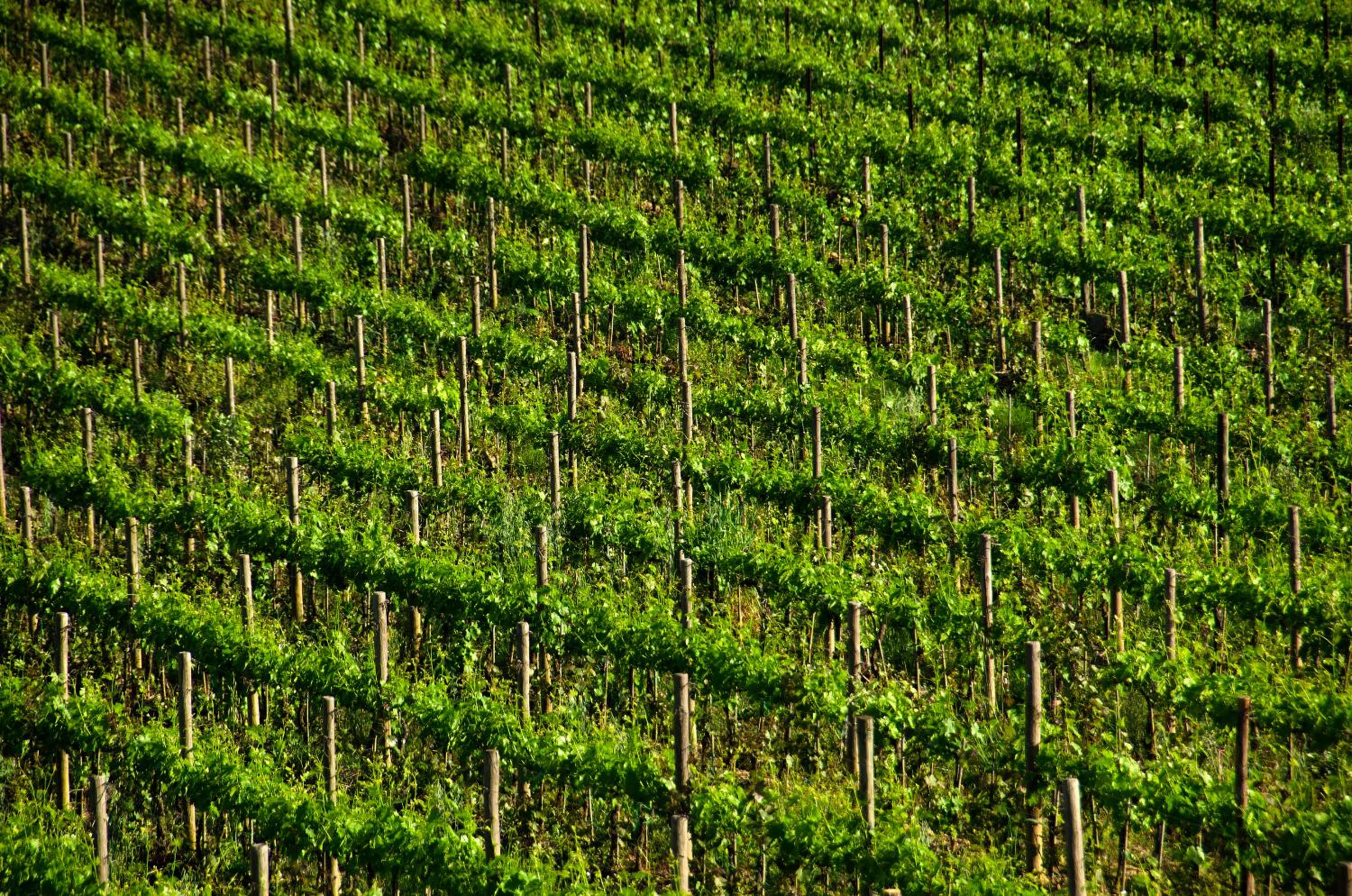 Agriturismo Poggio Bonelli