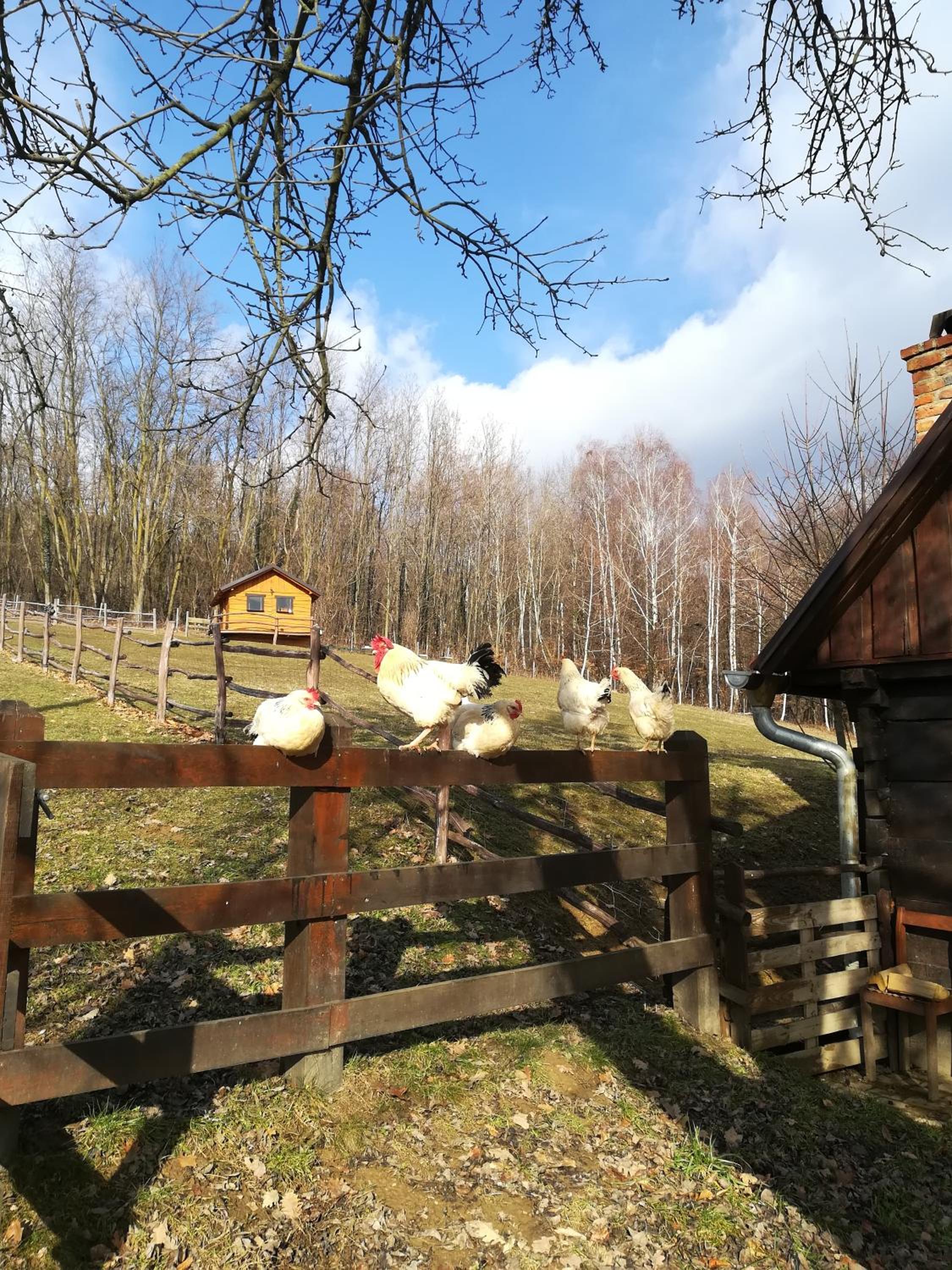 Photo 41