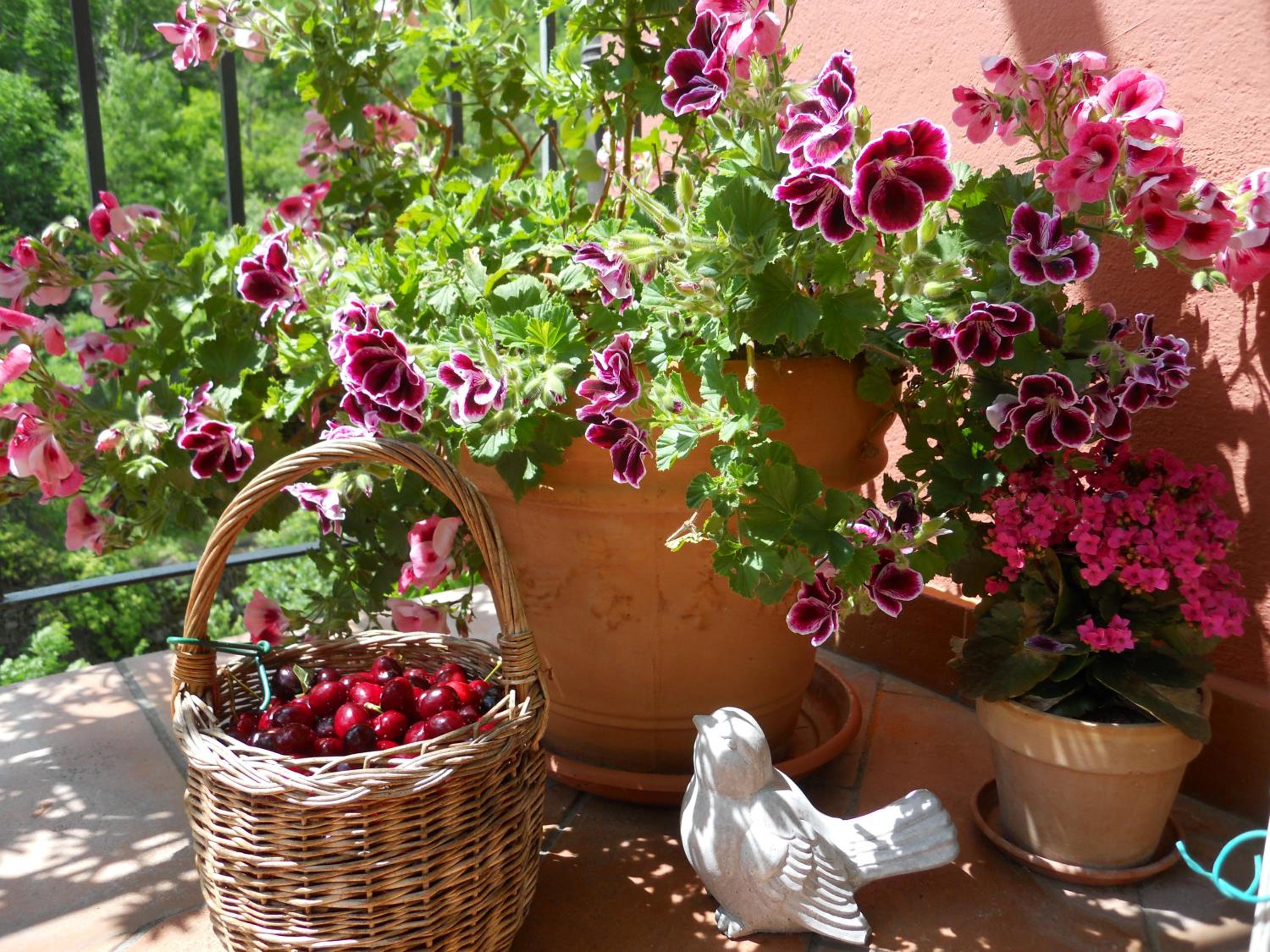 B&B Rossociliegia photo 2