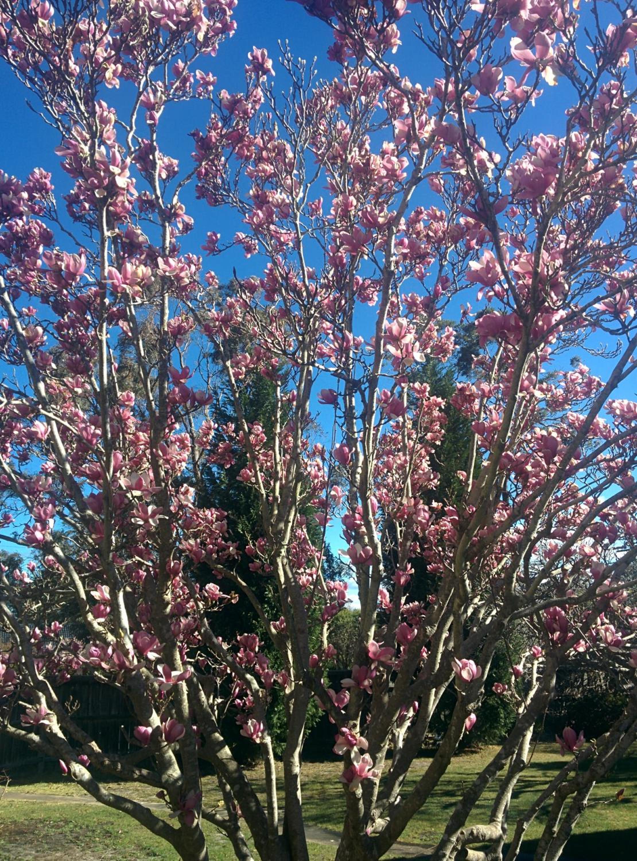 Magnolia Corner