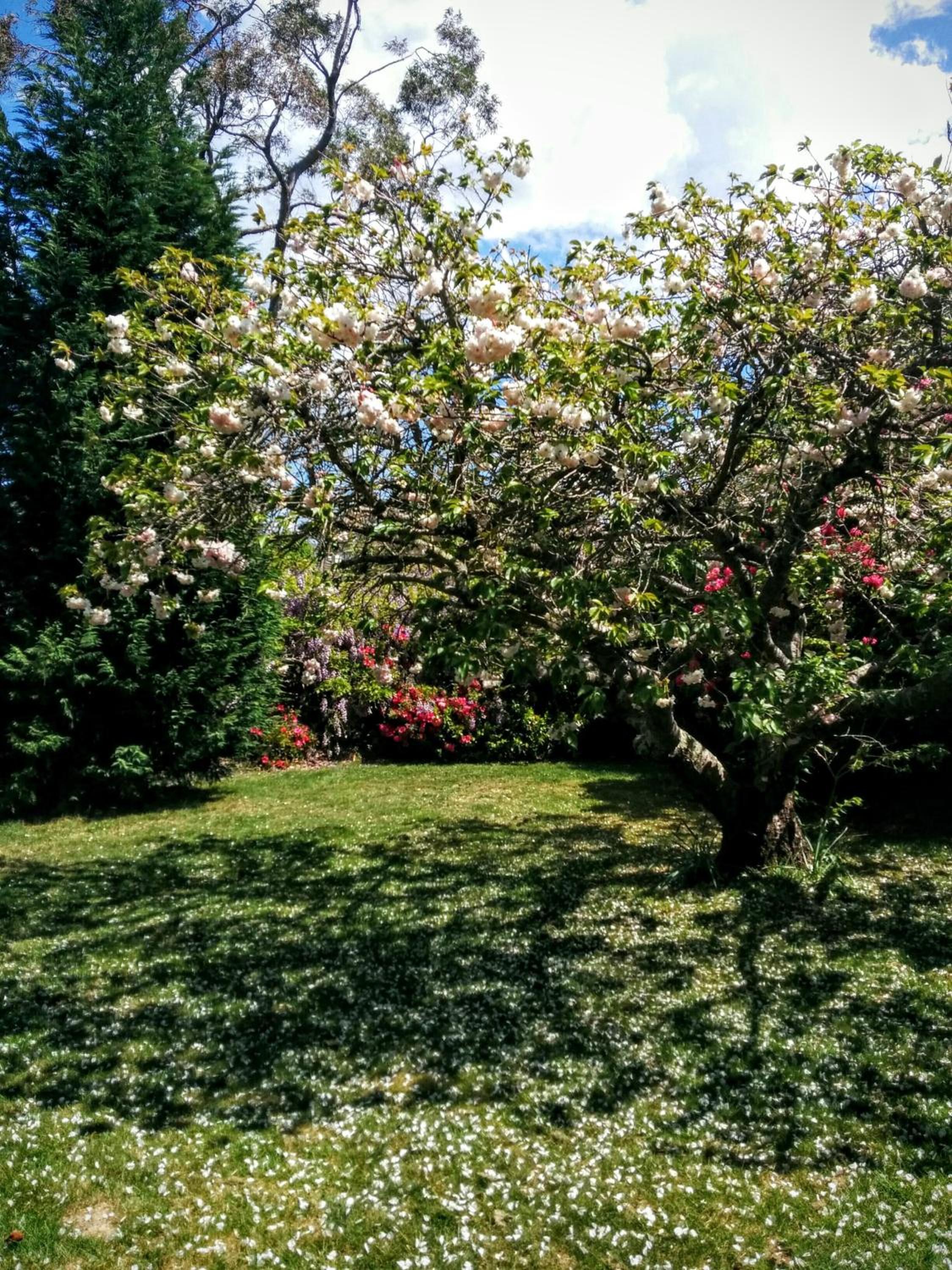 Magnolia Corner