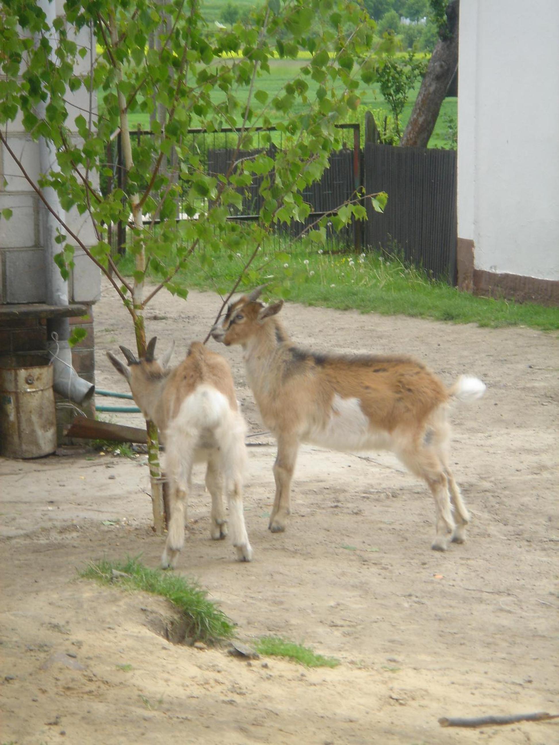 Photo 38