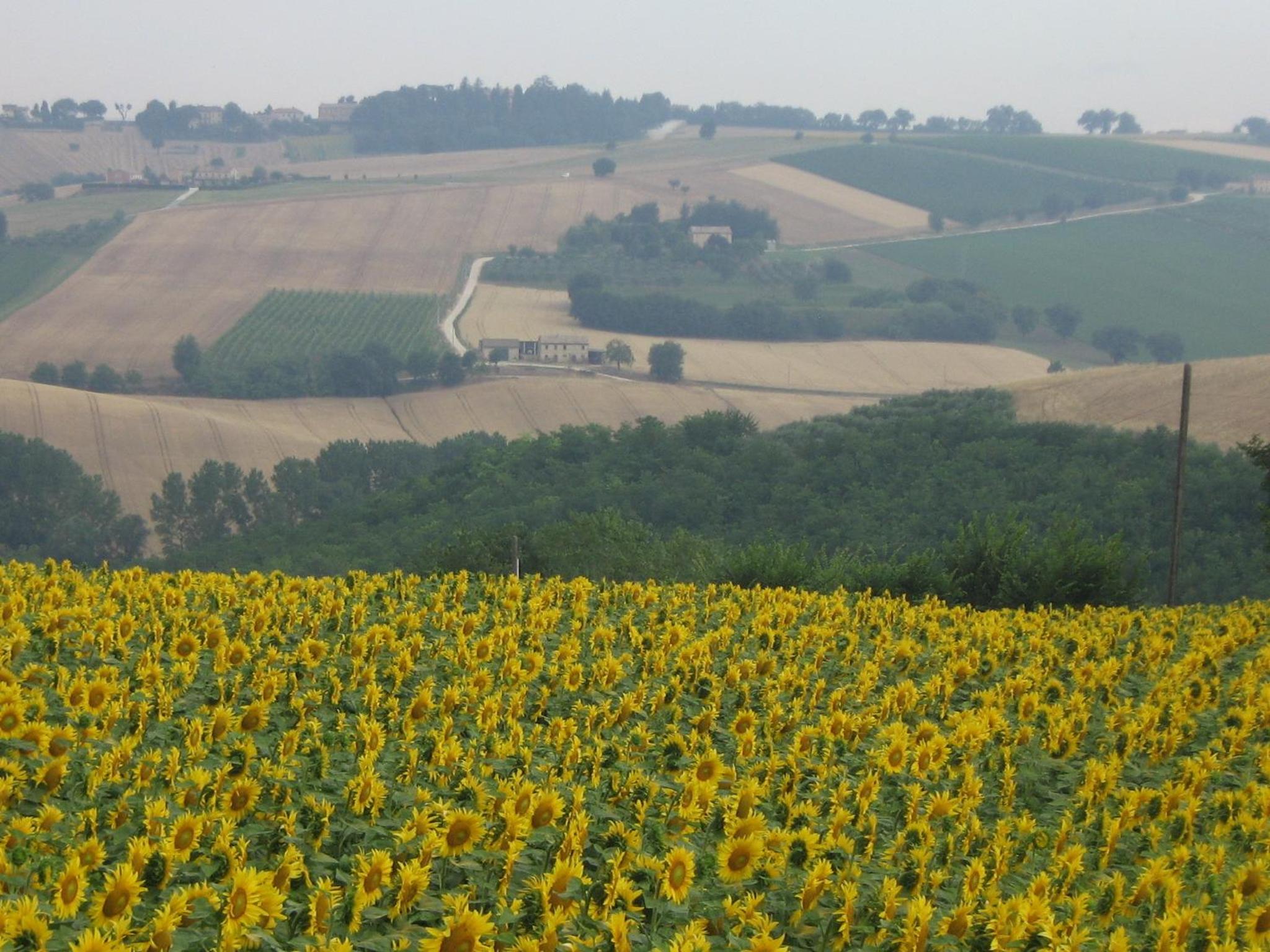 Il Giardino Degli Ulivi