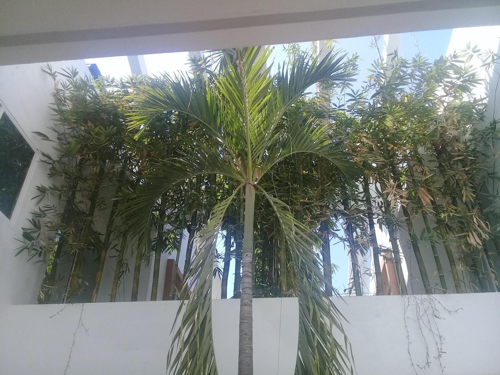 Palmas de Chahue
