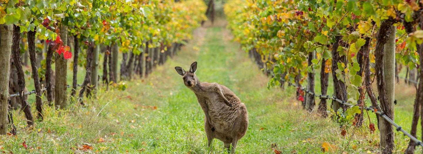 Adelaide Hills Escape