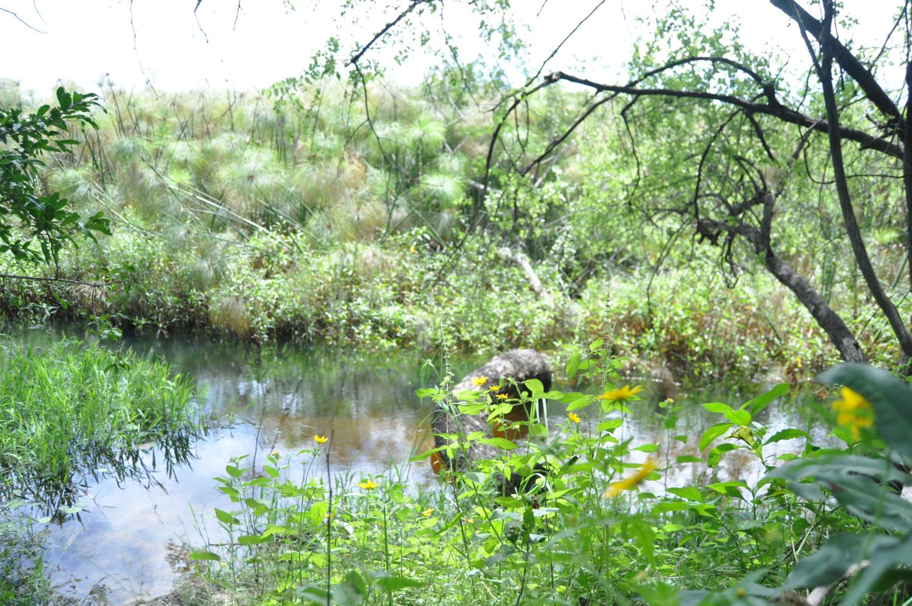 ASKIESBOS - Samochima Bush Camp