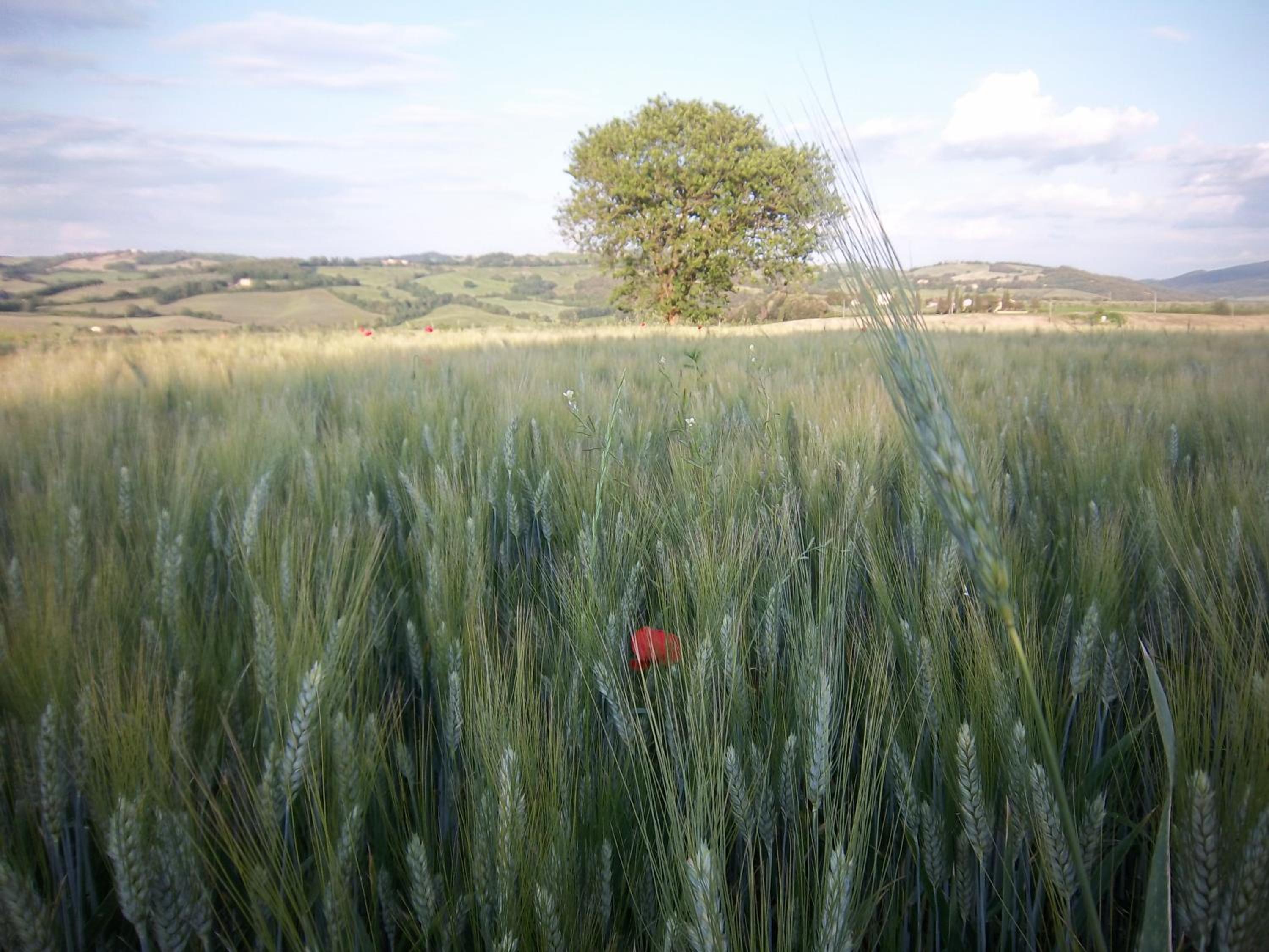 Photo 40