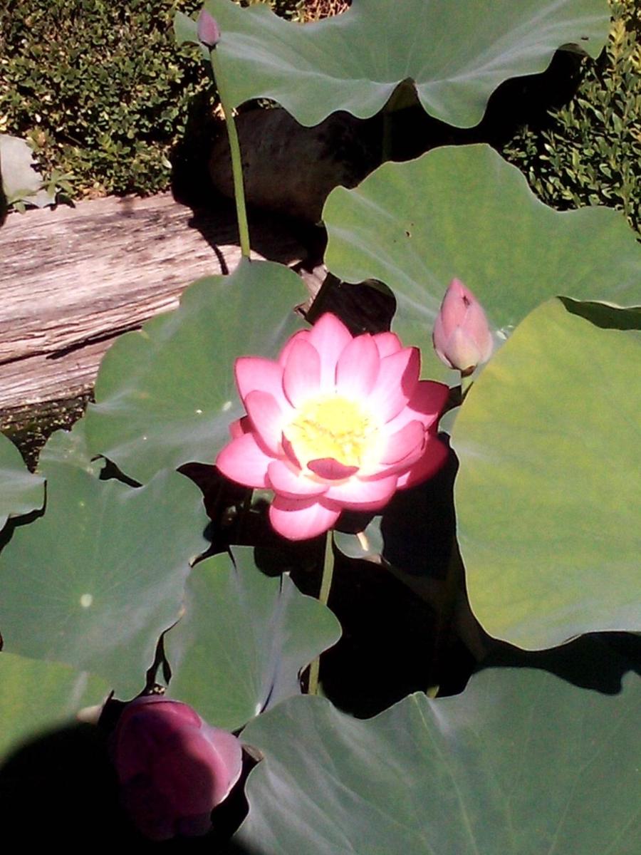 Photo 8