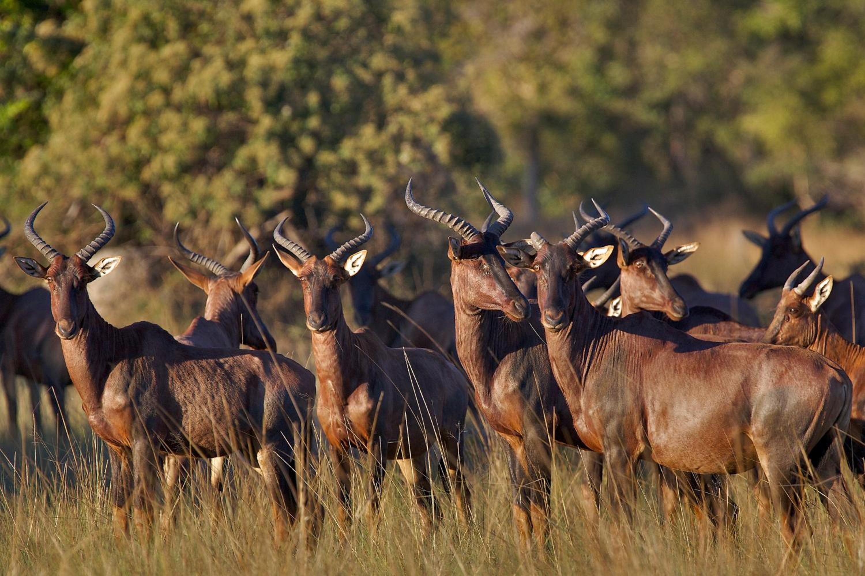 Nahubwe Safari Lodge