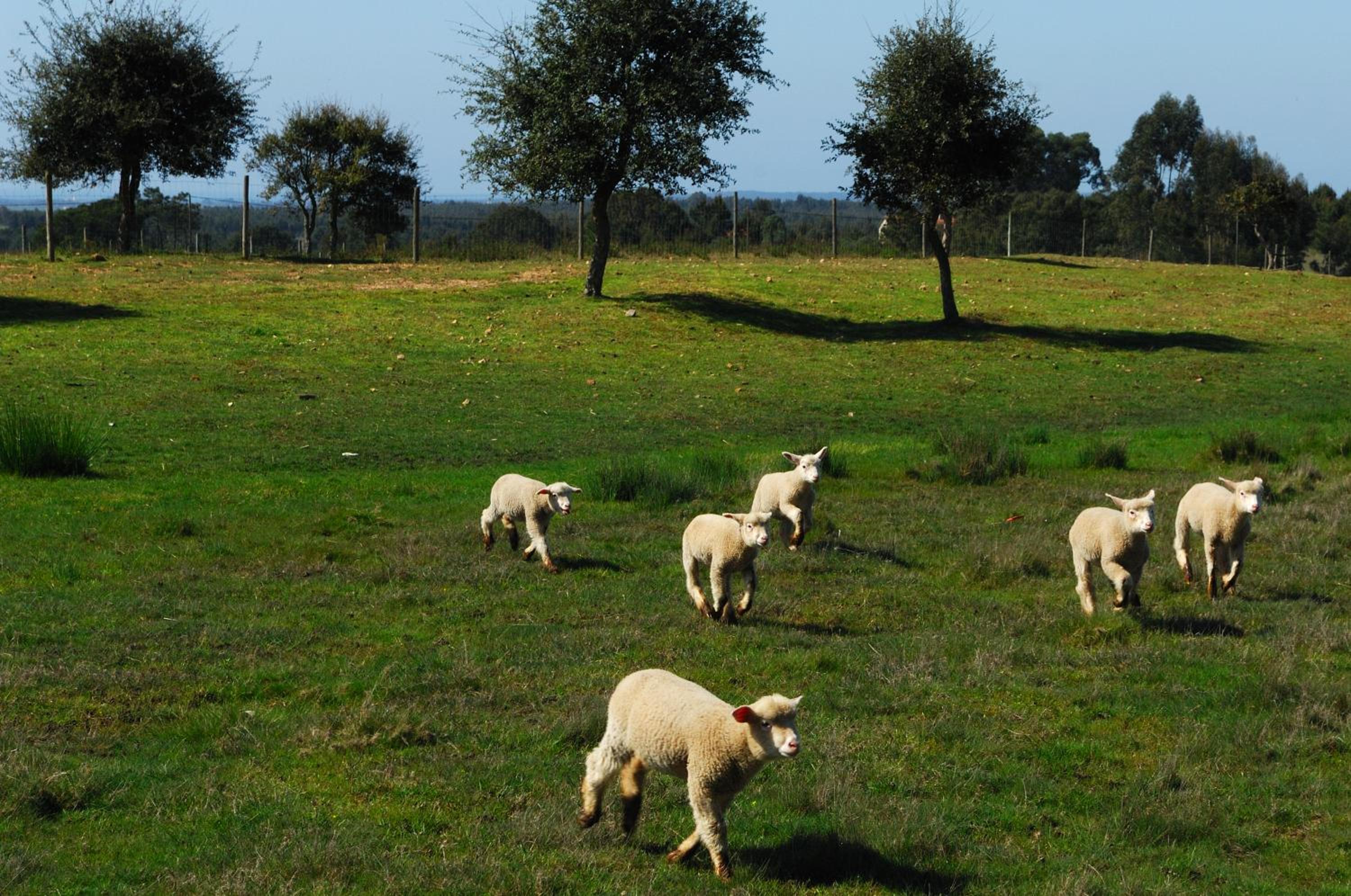 Monte Da Galrixa