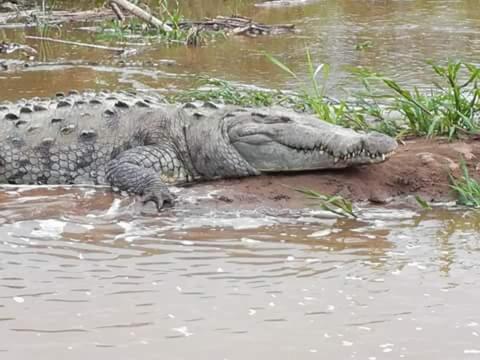 Iguanitas Lodge