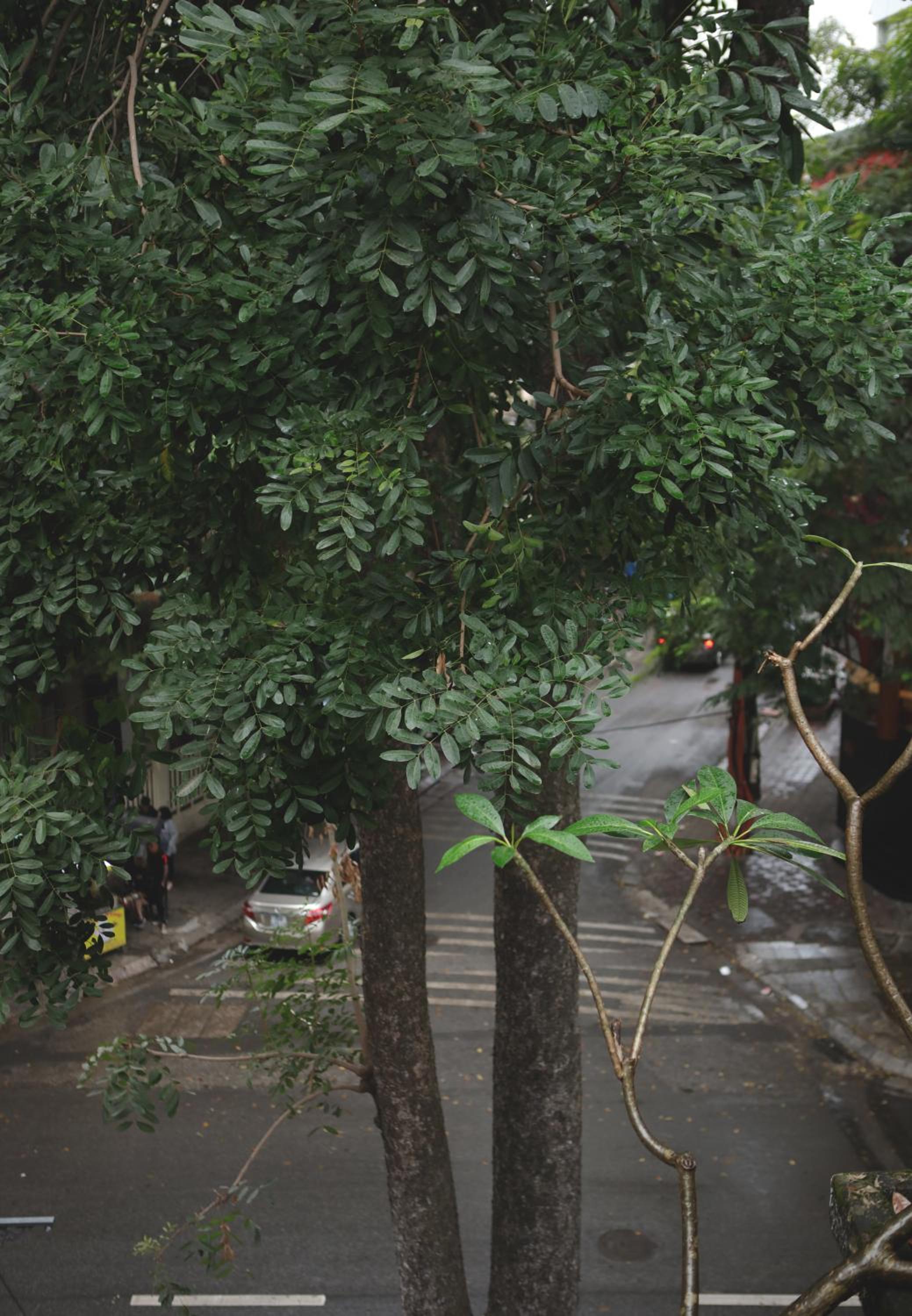 The First Ba Trieu Ha Noi