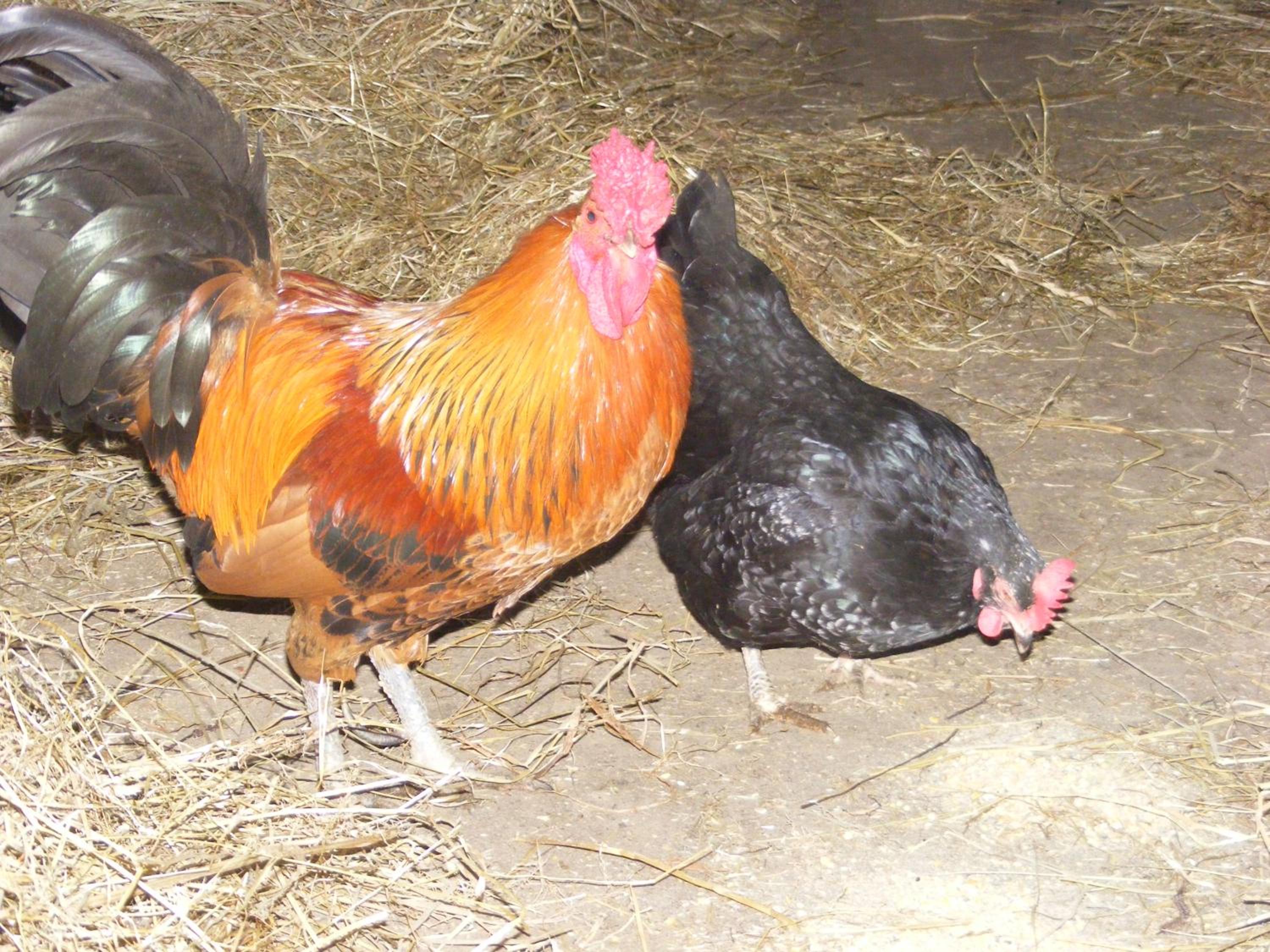 Ferme Hurlet