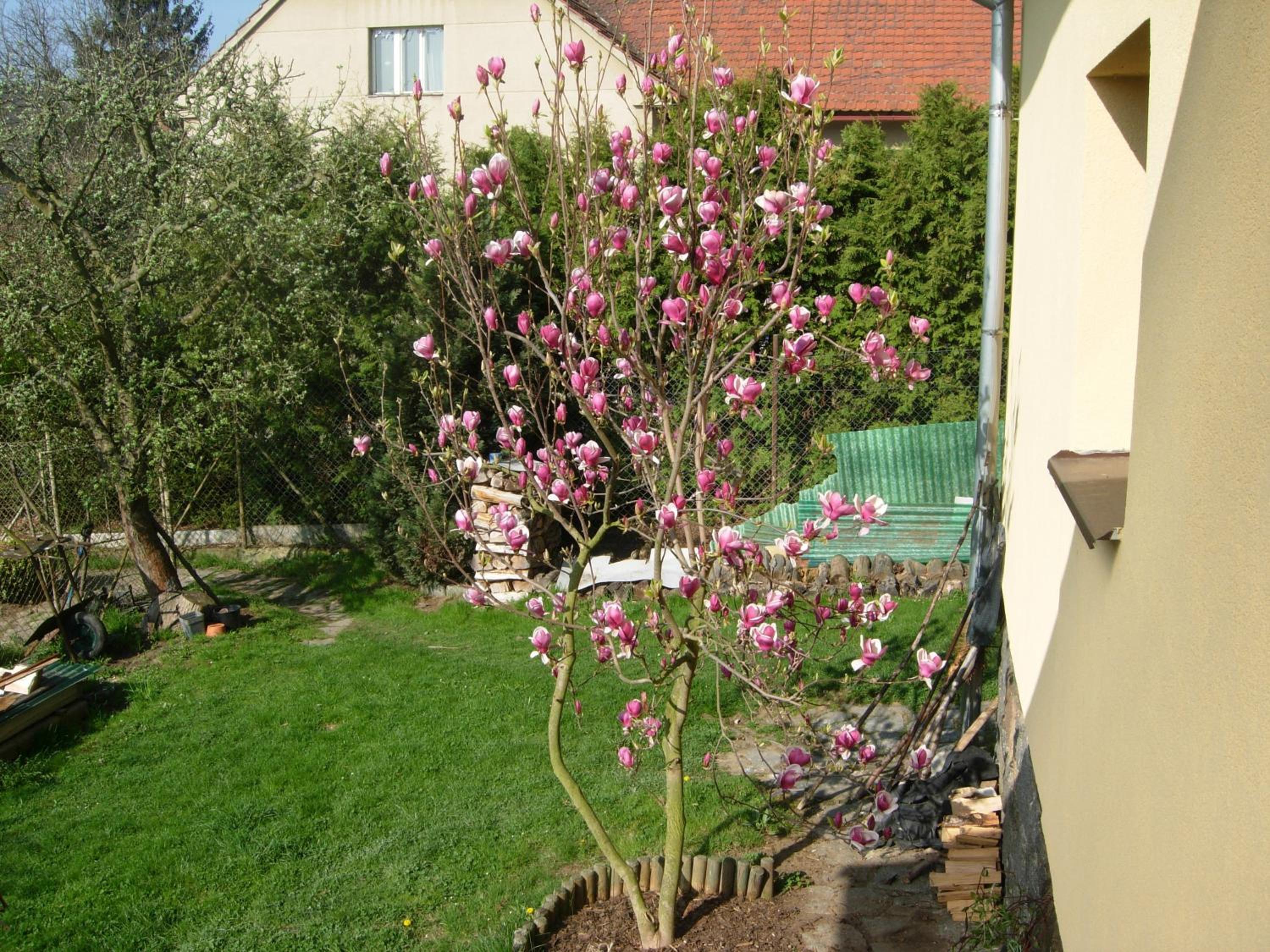 Photo 38